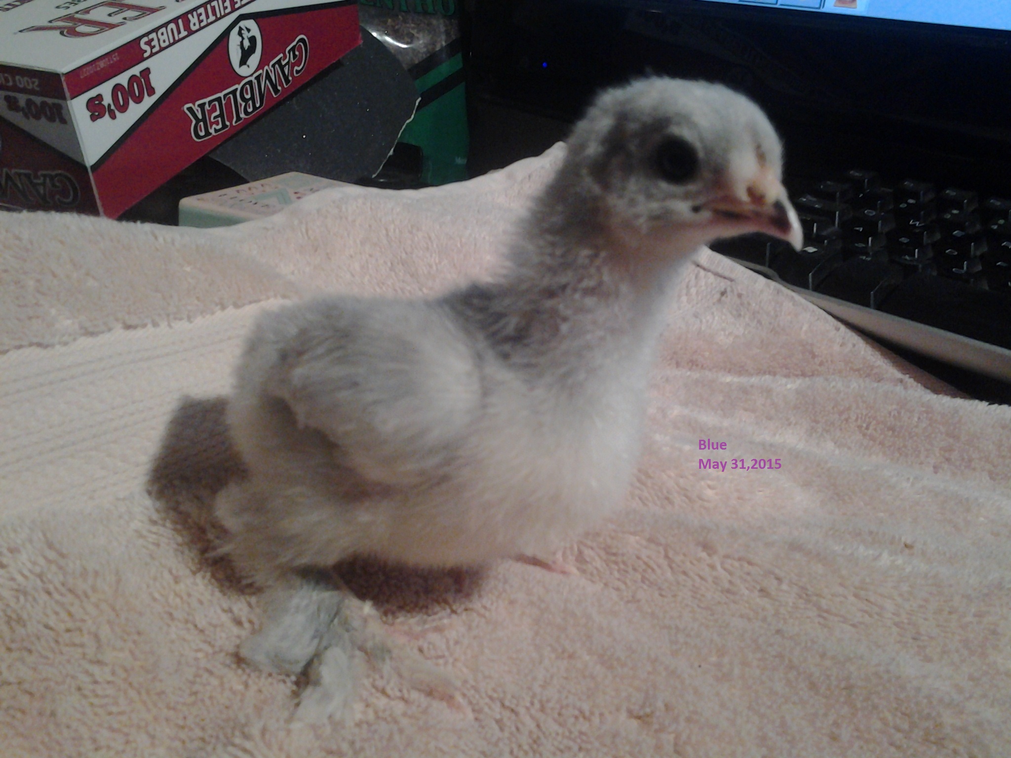 Lulu
Self Blue Bantam Cochin