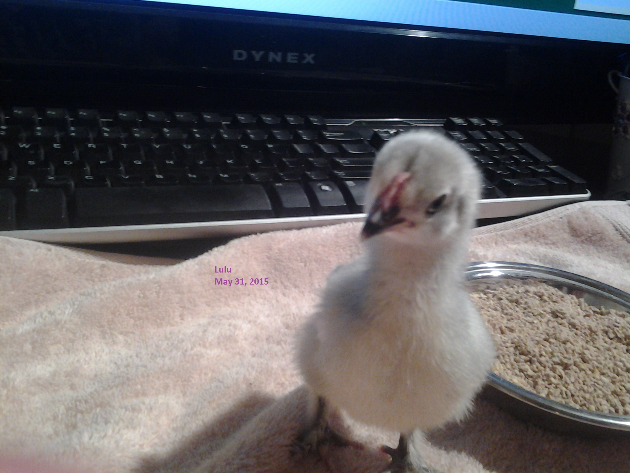 Lulu
Self Blue Bantam Cochin