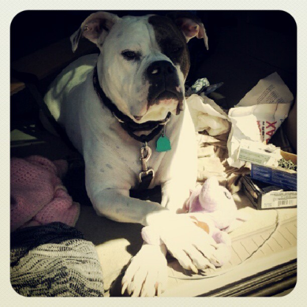 Lulu ~ Supervising the building of the Chicken Coop!