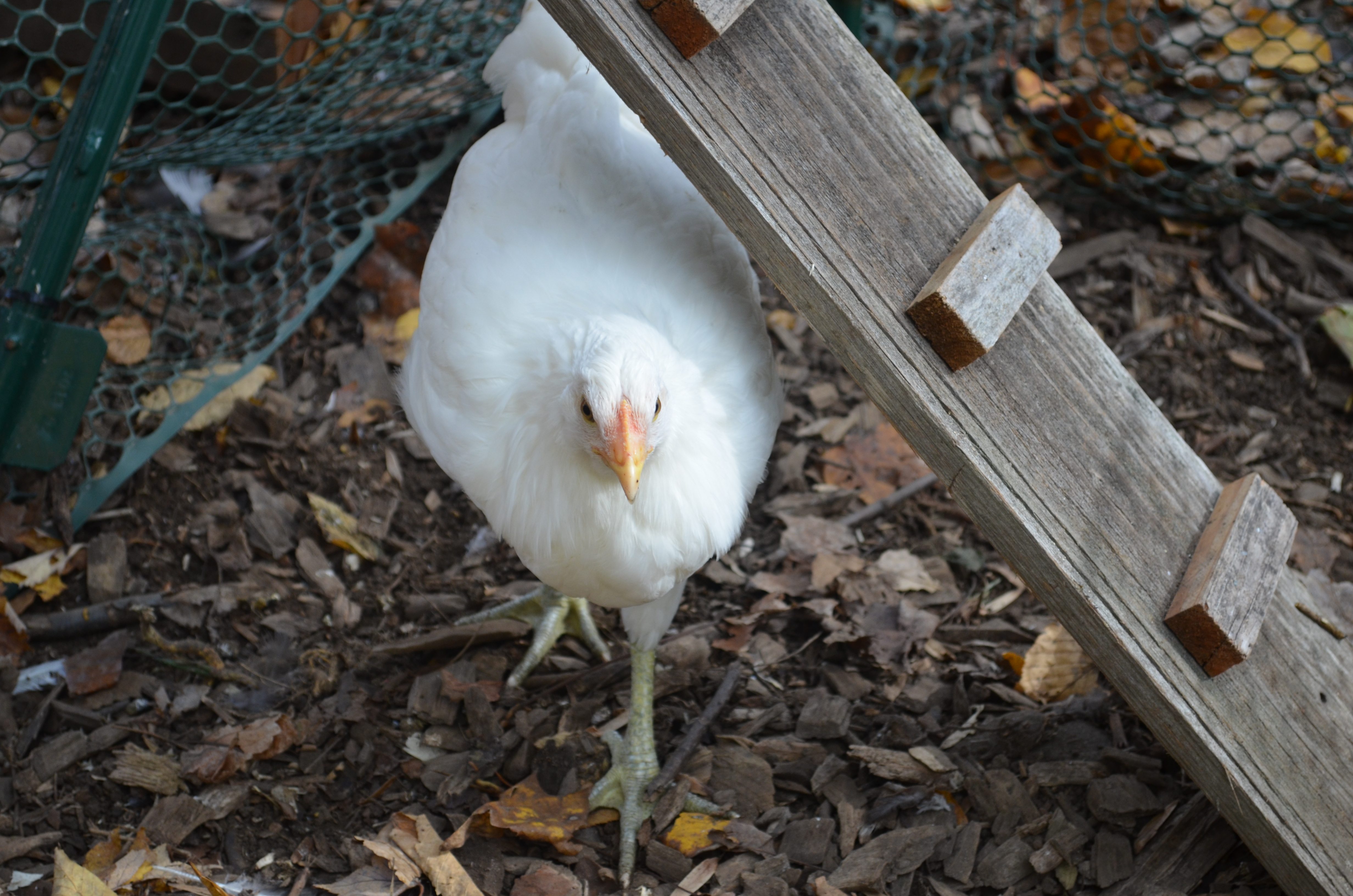Luna - Easter Egger (9 weeks)