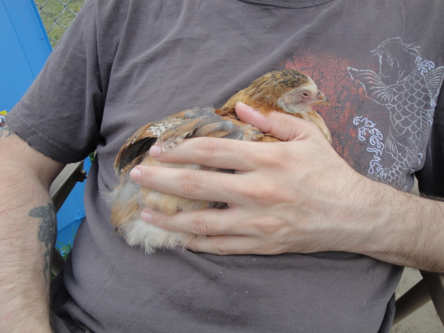 Luna in my hubby's arms. She was falling asleep. We think she is a Maran and Americana mix.