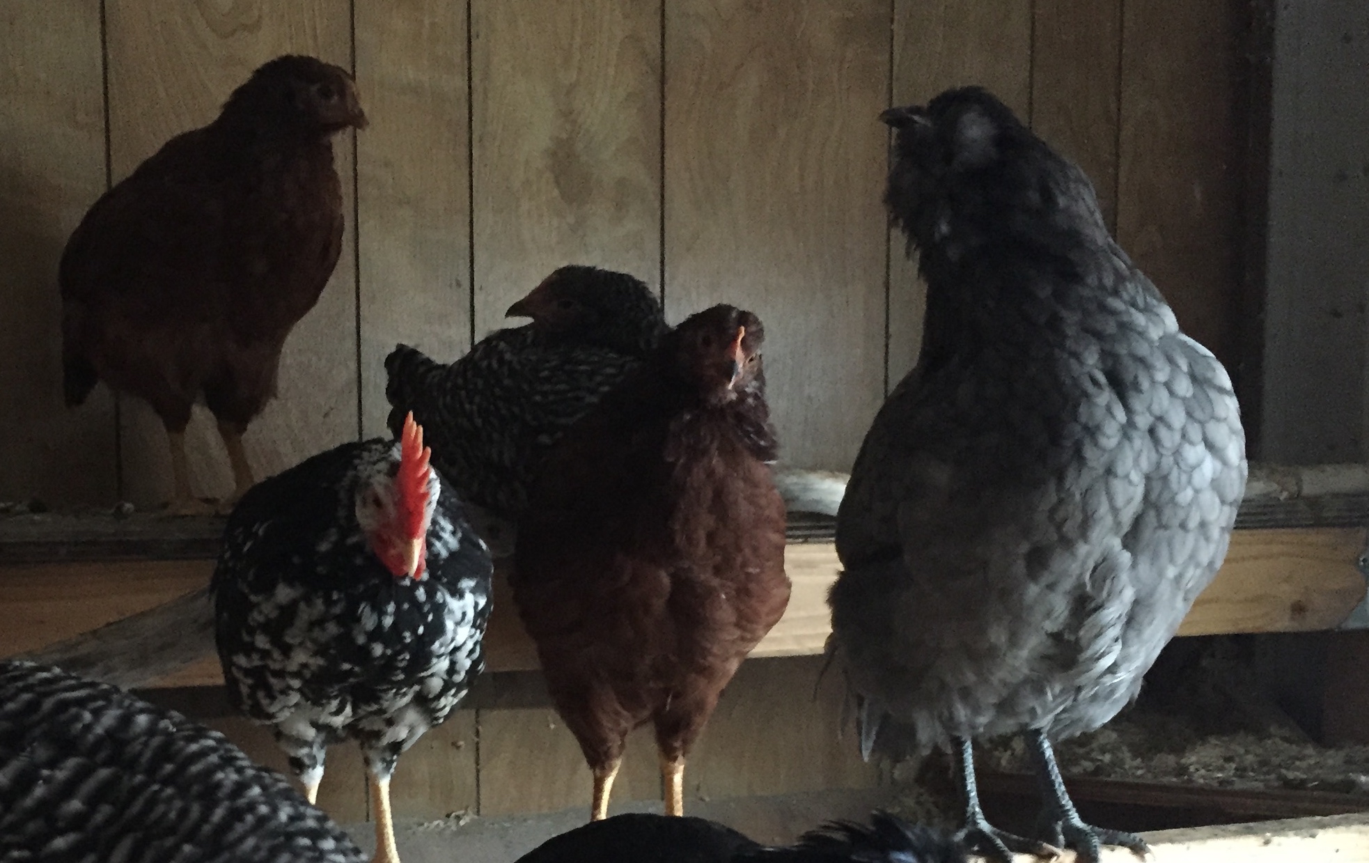 Luna my Blue Ameraucana. Started laying this week! She layed a rather LARGE egg #5.