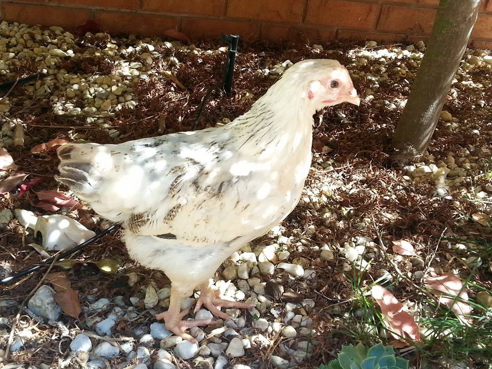 Luna
Named after Luna Lovegood from Harry Potter. She is a lot more content and laid back than the other two, and her black and white feathers made me think of the moon!!