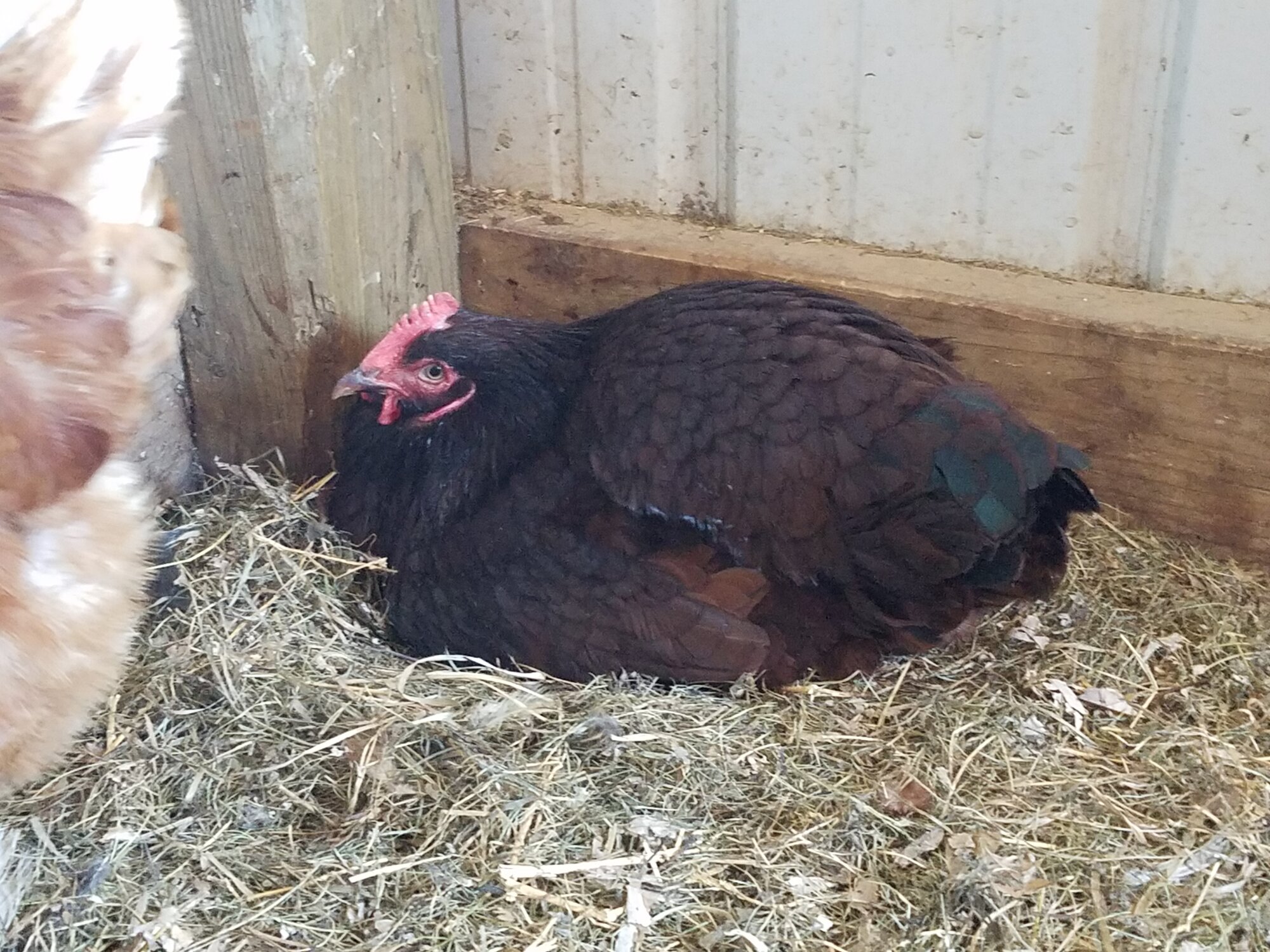 Luna on the nest!