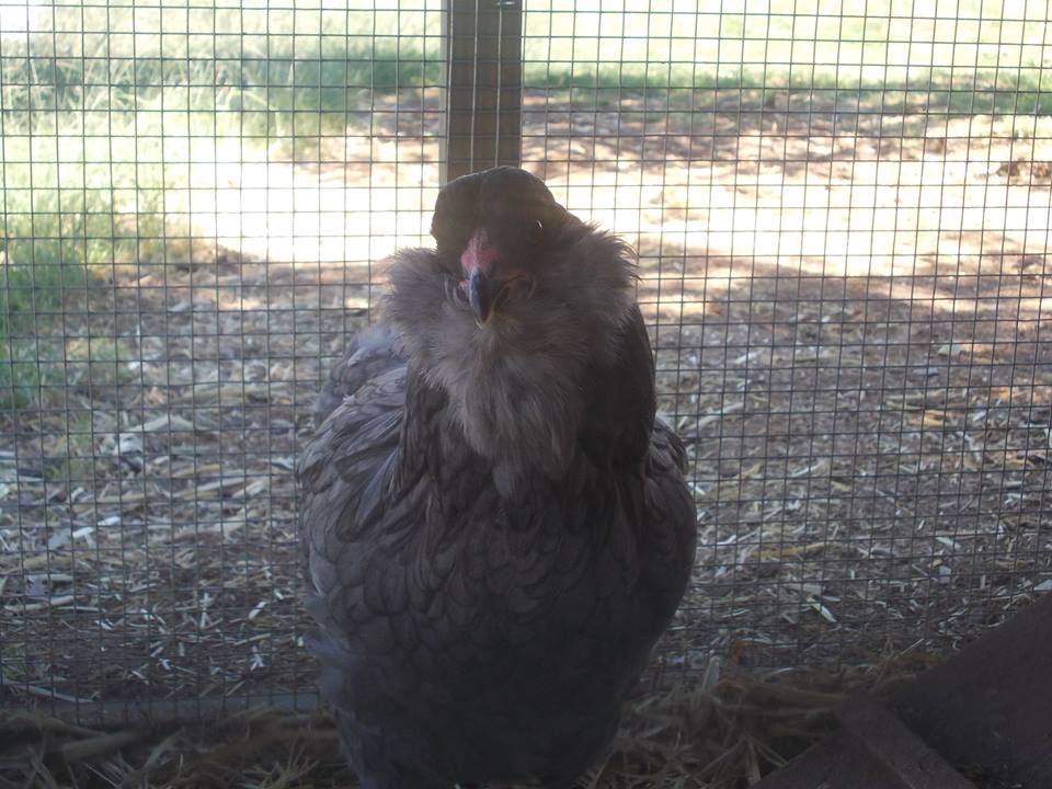 Luna, our blue Americauna hen