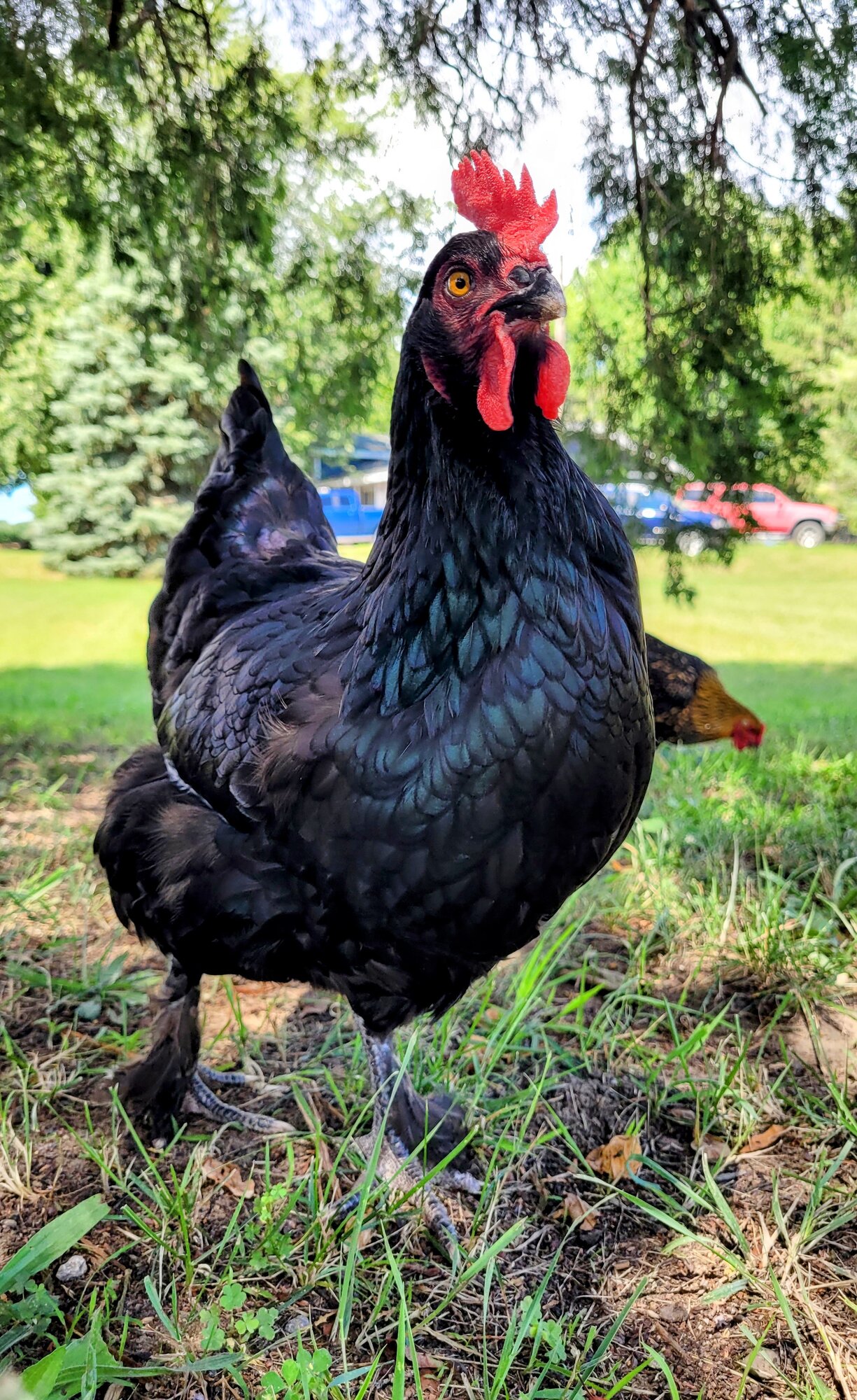 Luna