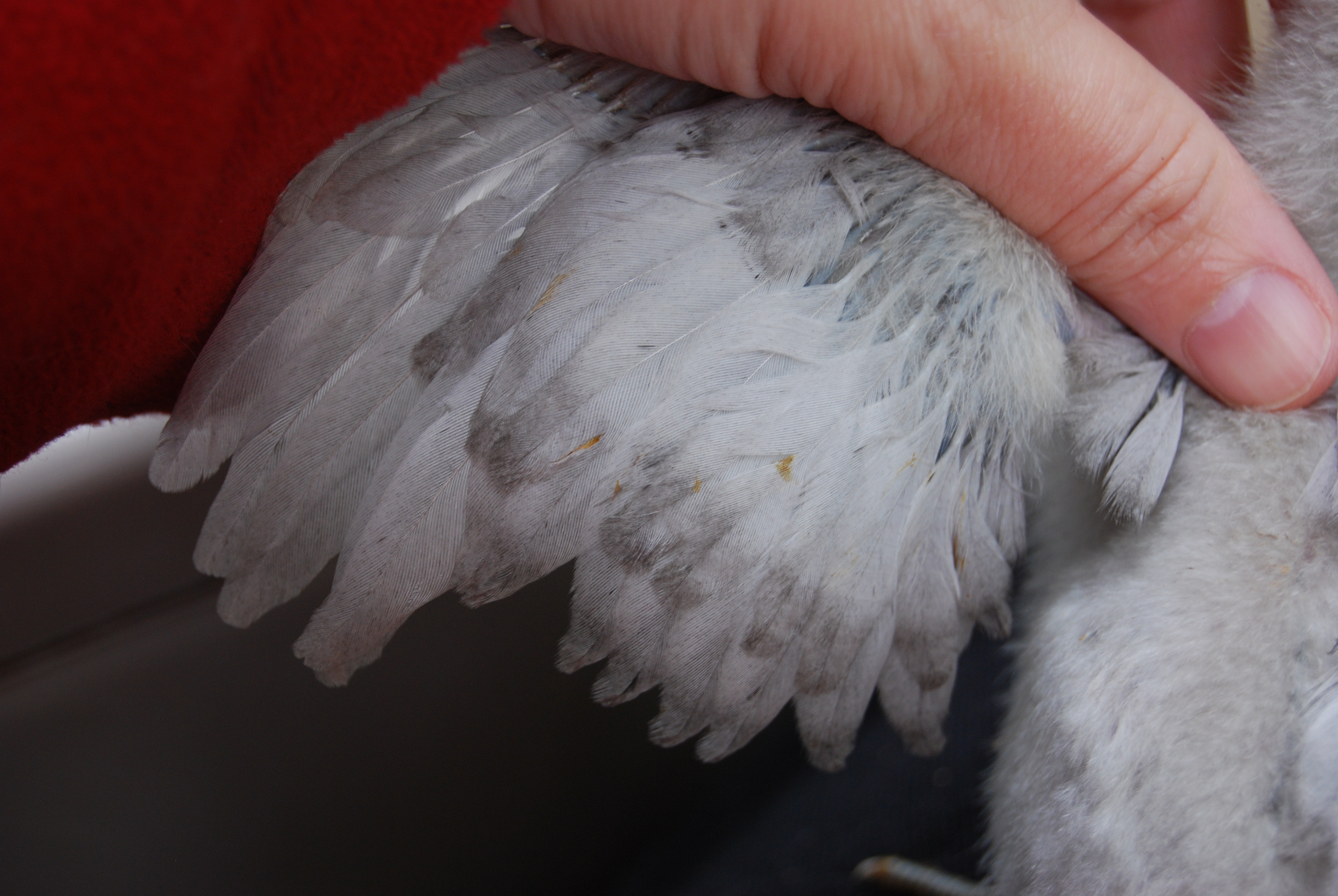 Luna's wing