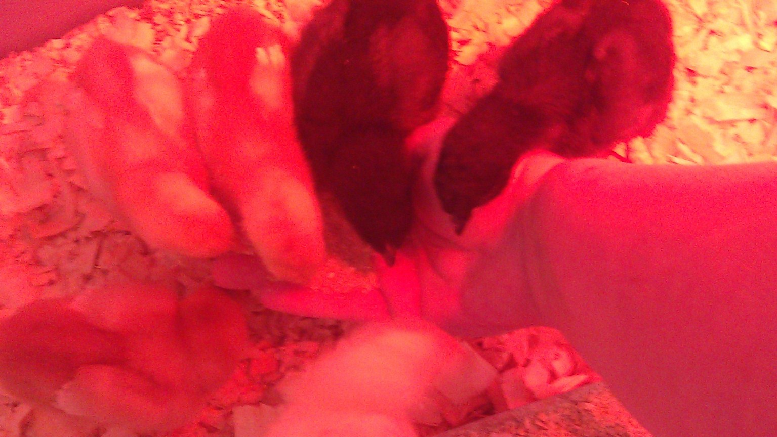 lunch, i started to put my hand in on friday to see if they would eat from it.  funny thing is that my hand is over the feed dish but everyboy ran for the hand. LOL