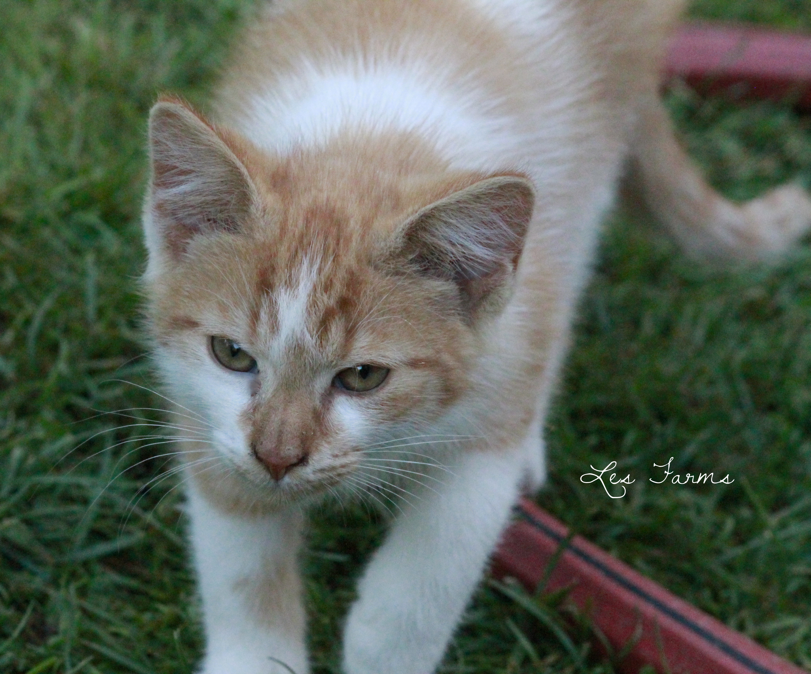 Lunchbox the barn kitty