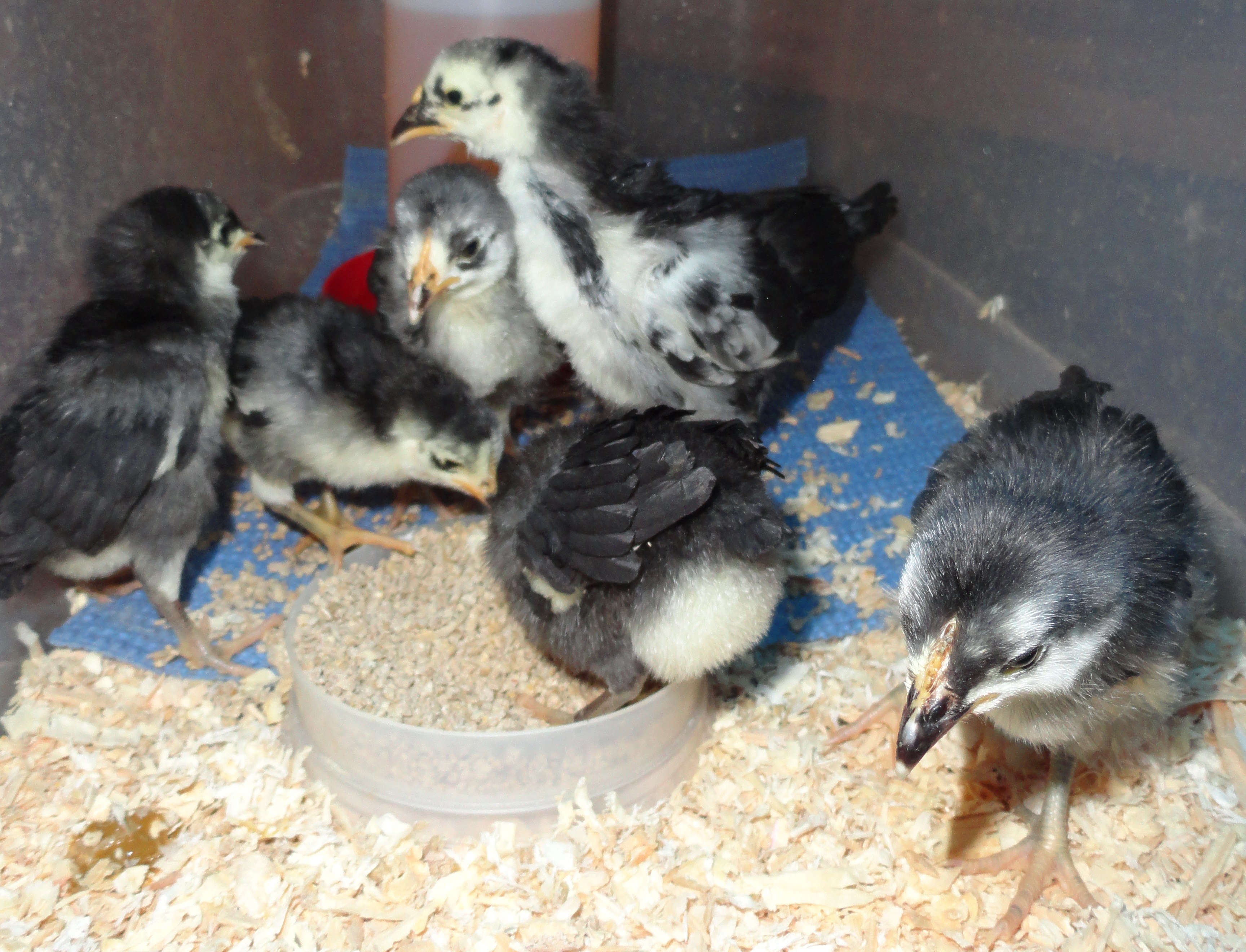 lund chicks 2 23 12