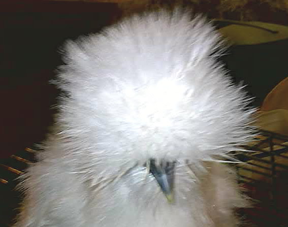 Lyra Silkie about 8 months old