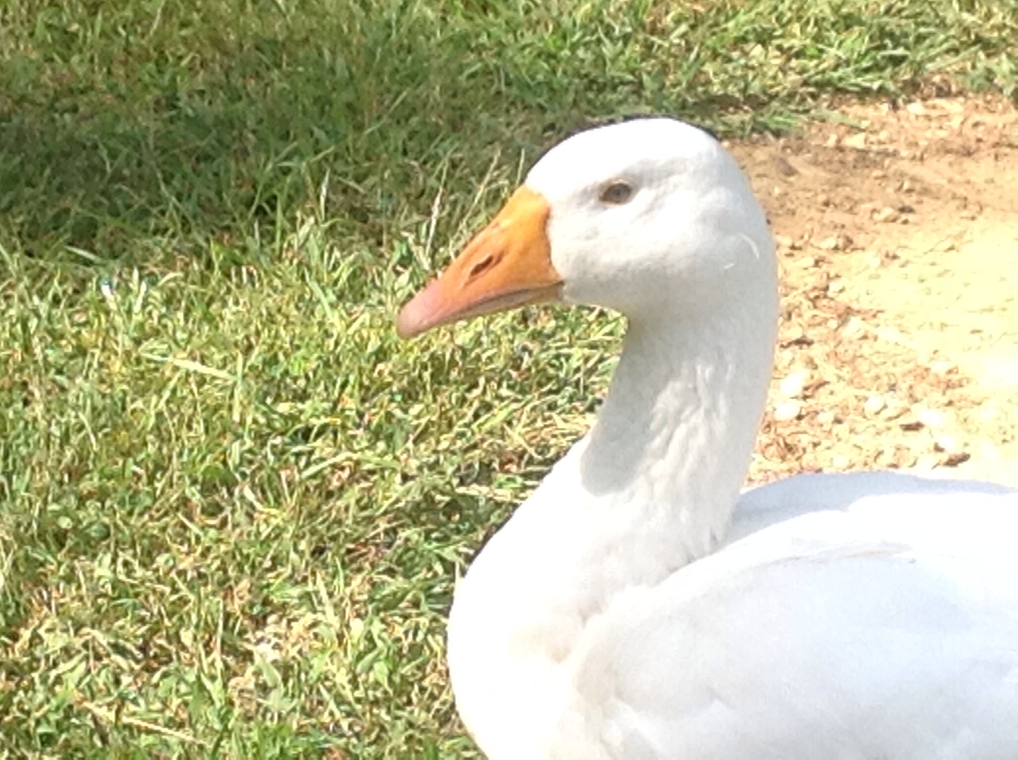 M again..   We call him Emmy..  He was the first of three Embden goslings we hatched here on the farm. We named "M" and there was "Be" and "Den"...   Unfortunately our dogs killed the other two.  :-(. It was a sad day here at the farm. Needless to say, the dogs that got our babies have been adopted out....