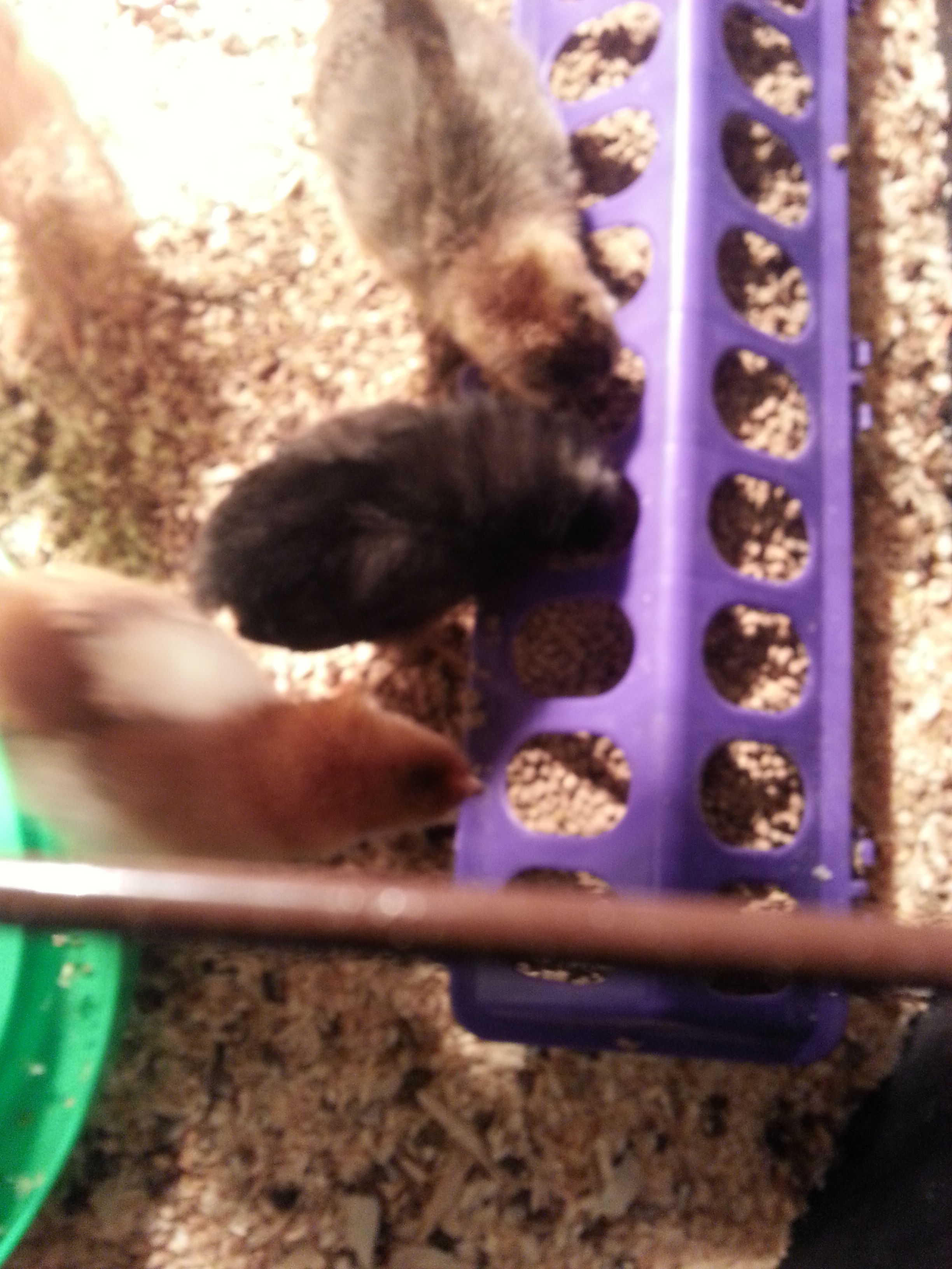 m first brood