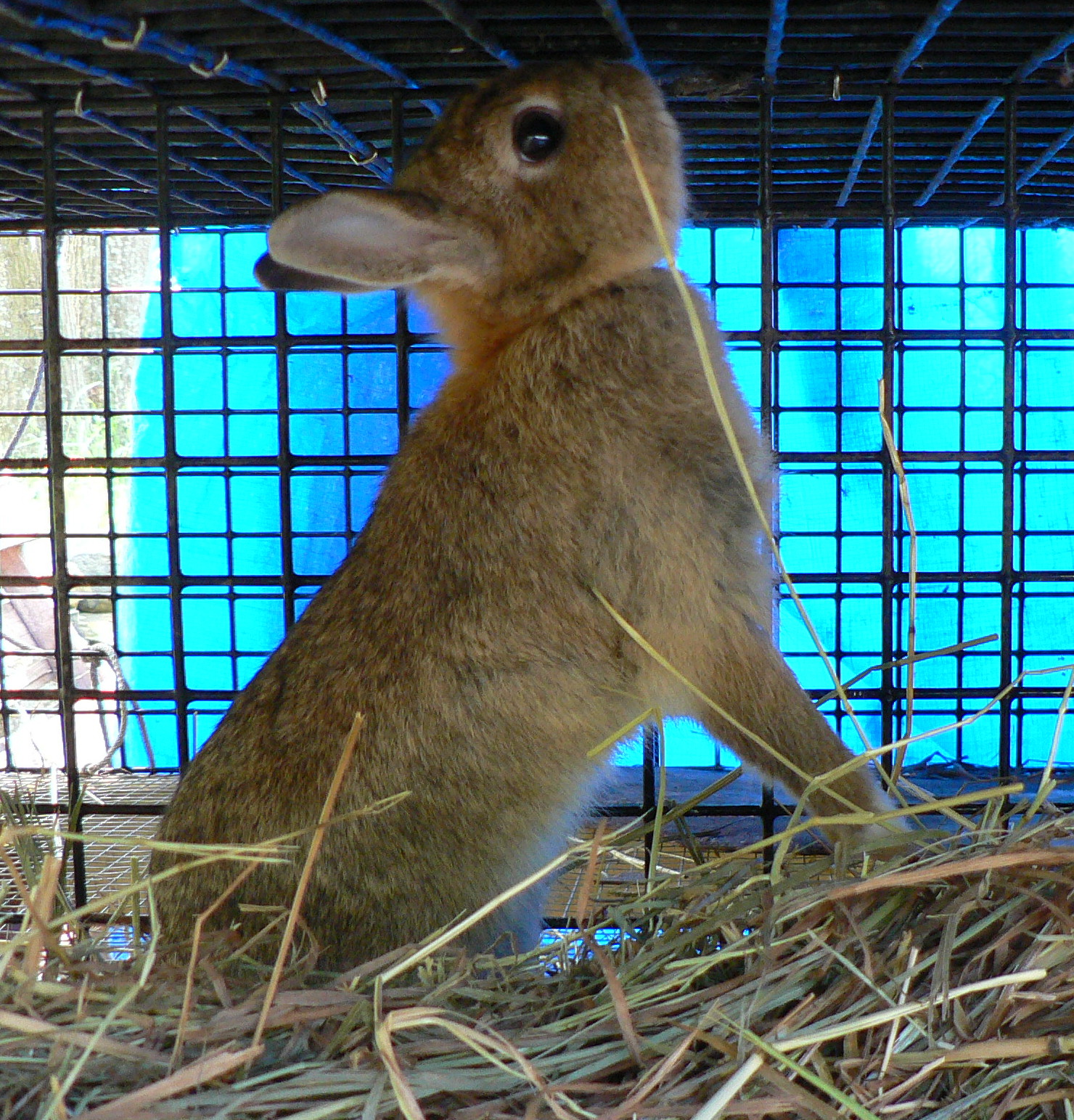 M.J.  One of our Netherland Dwarf does