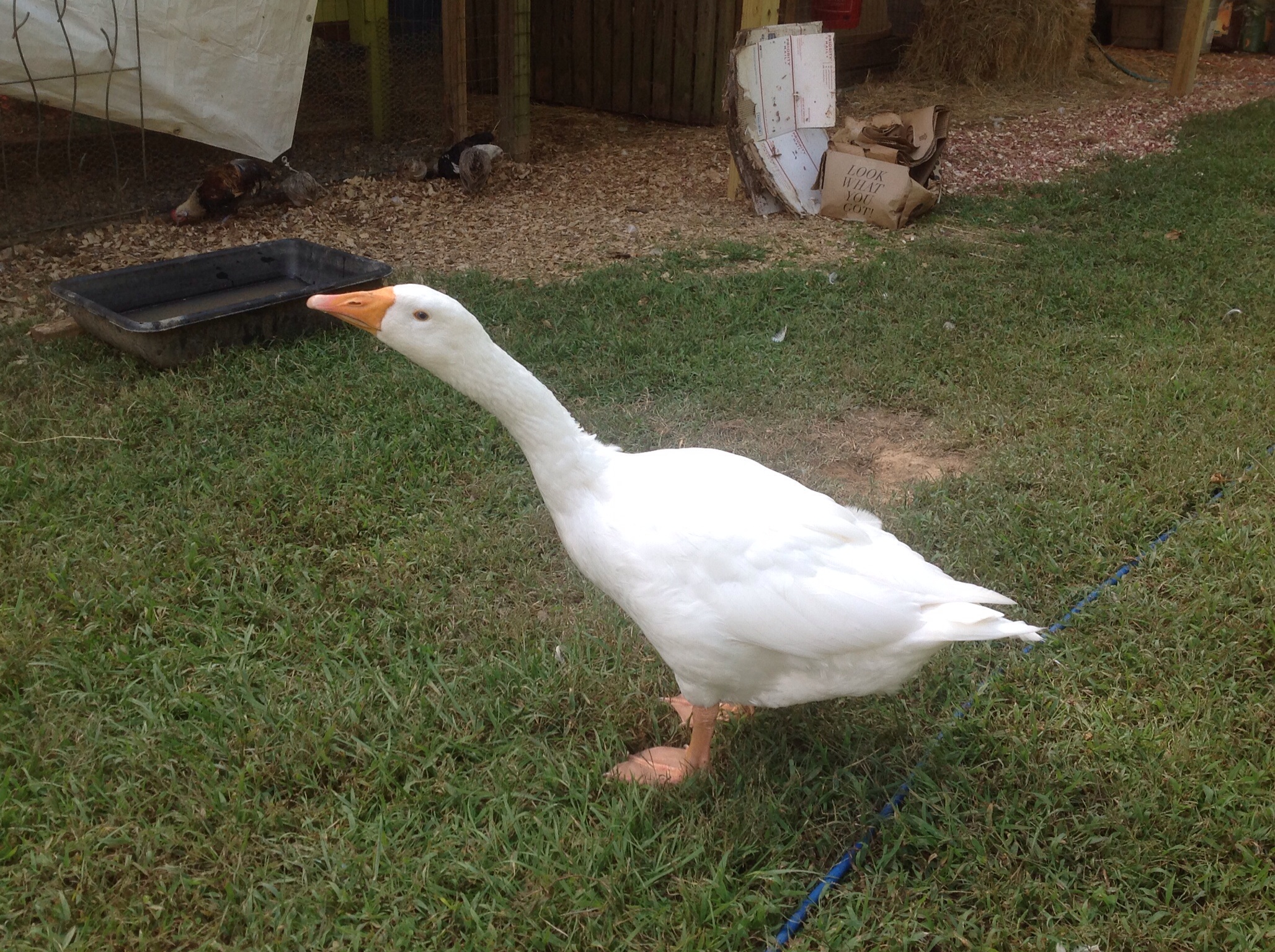 "M" keeping the dogs in line!