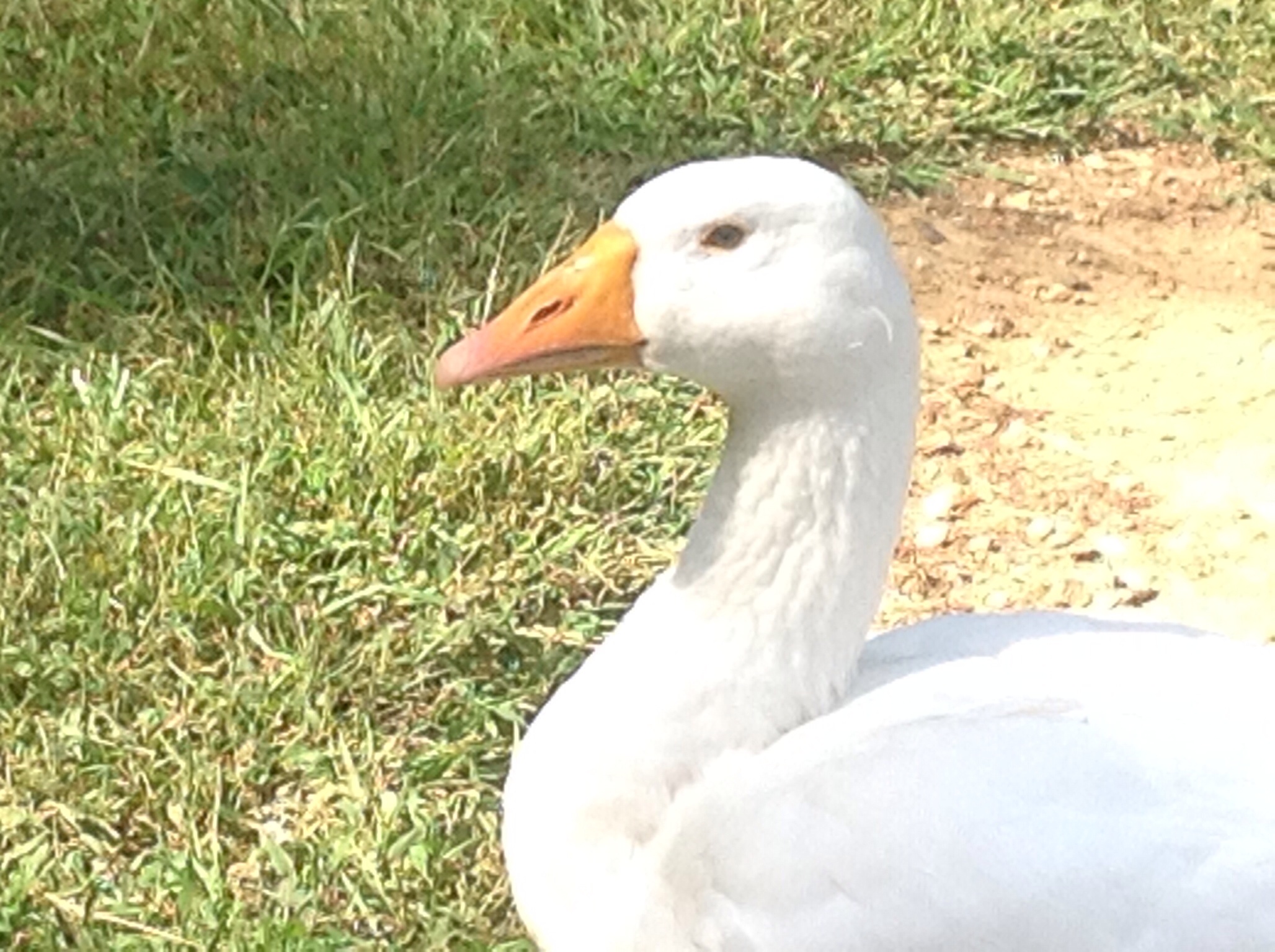"M"   This is our gander and he is an Embden with ice blue eyes! He is 7 months old..