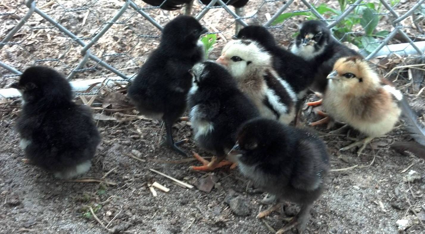 Ma Hen's 2nd set of biddies.