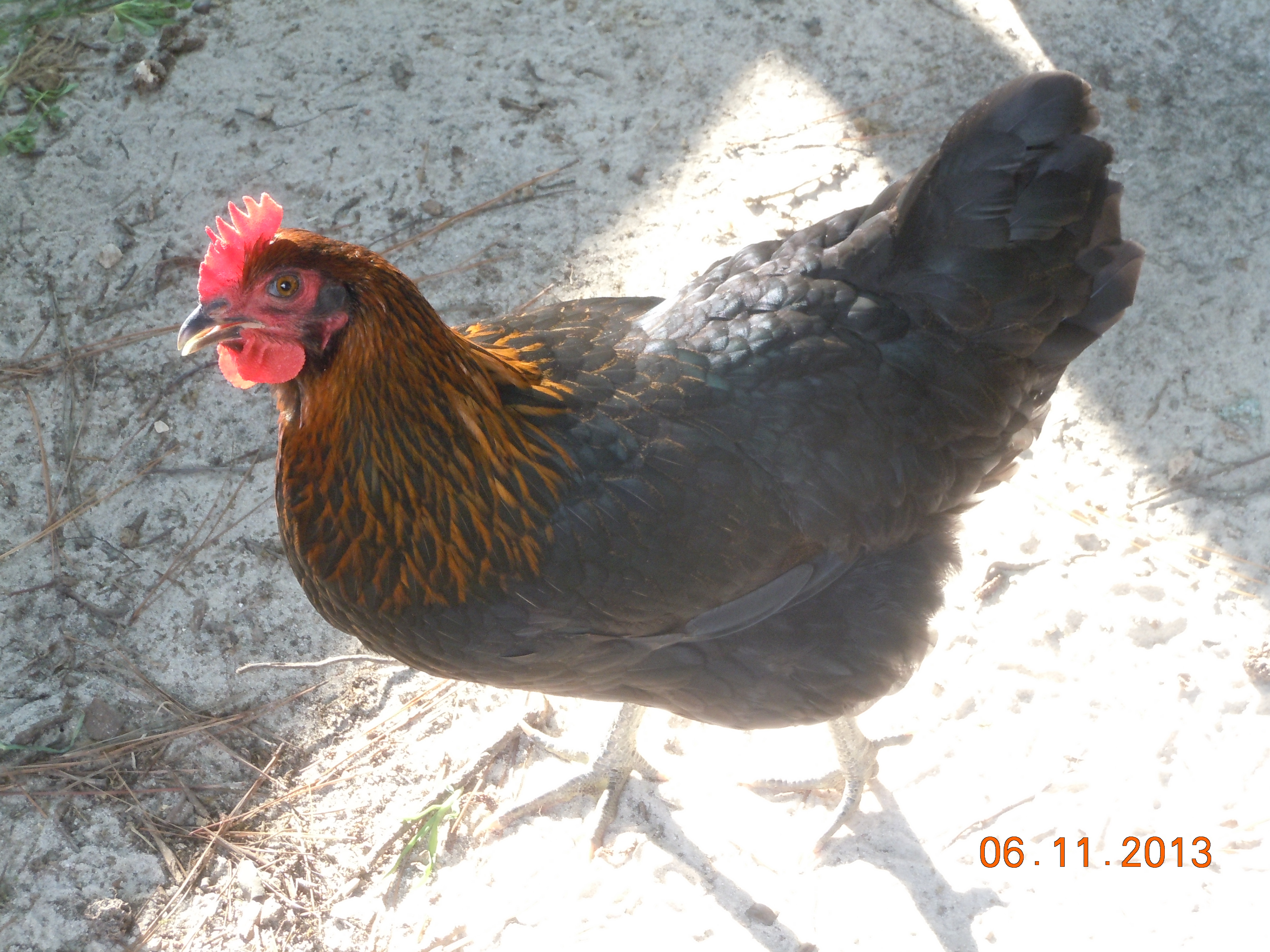 Mabel, a Black Copper Marans @ approx 18 weeks