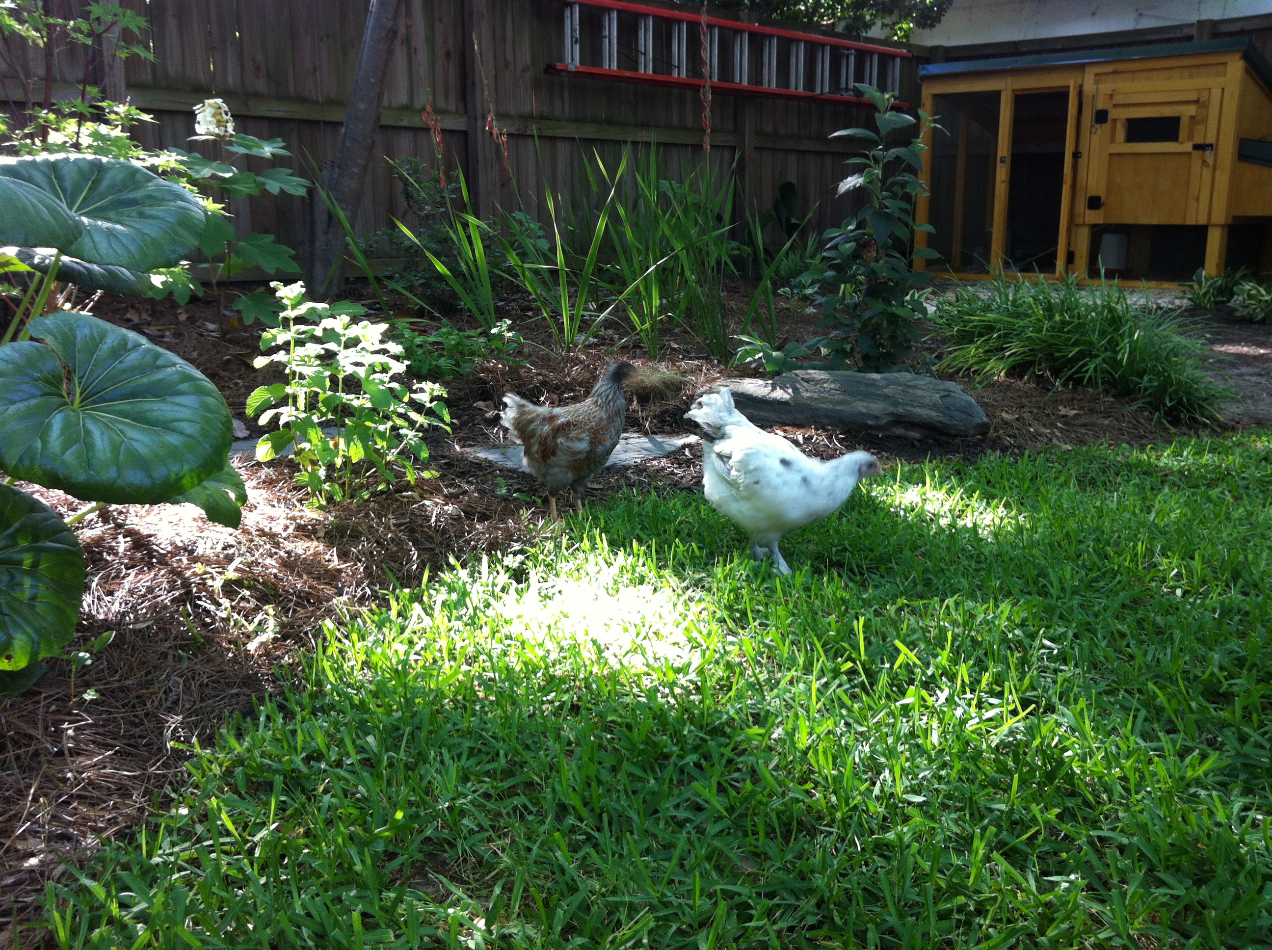 Mabel and Pearl helping with the landscaping.