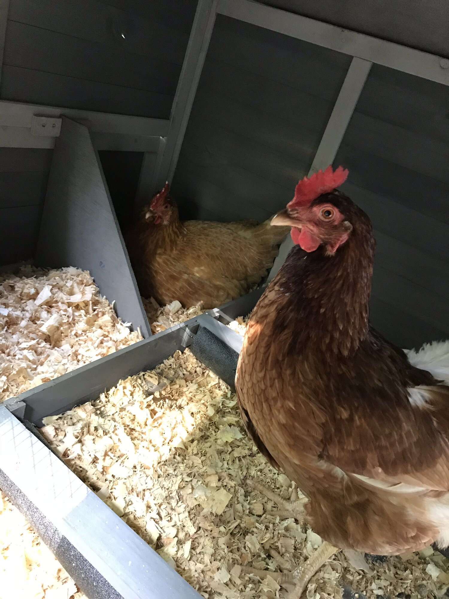 Mabel & I Ruby first nestbox fight