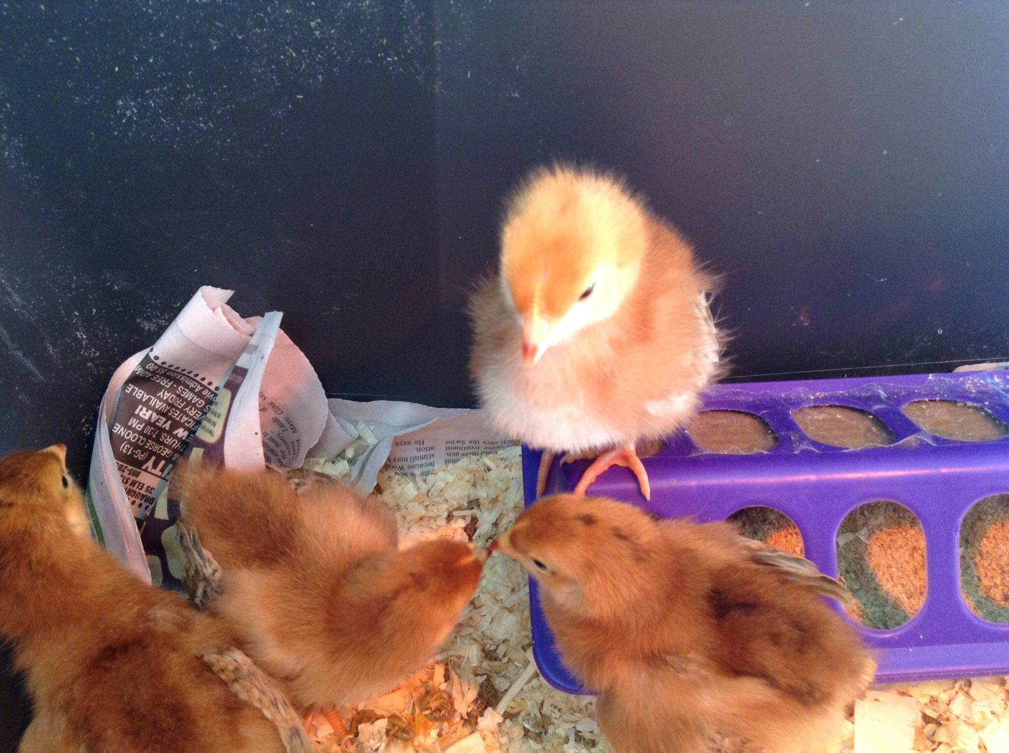 Mabel starting to establish the pecking order.