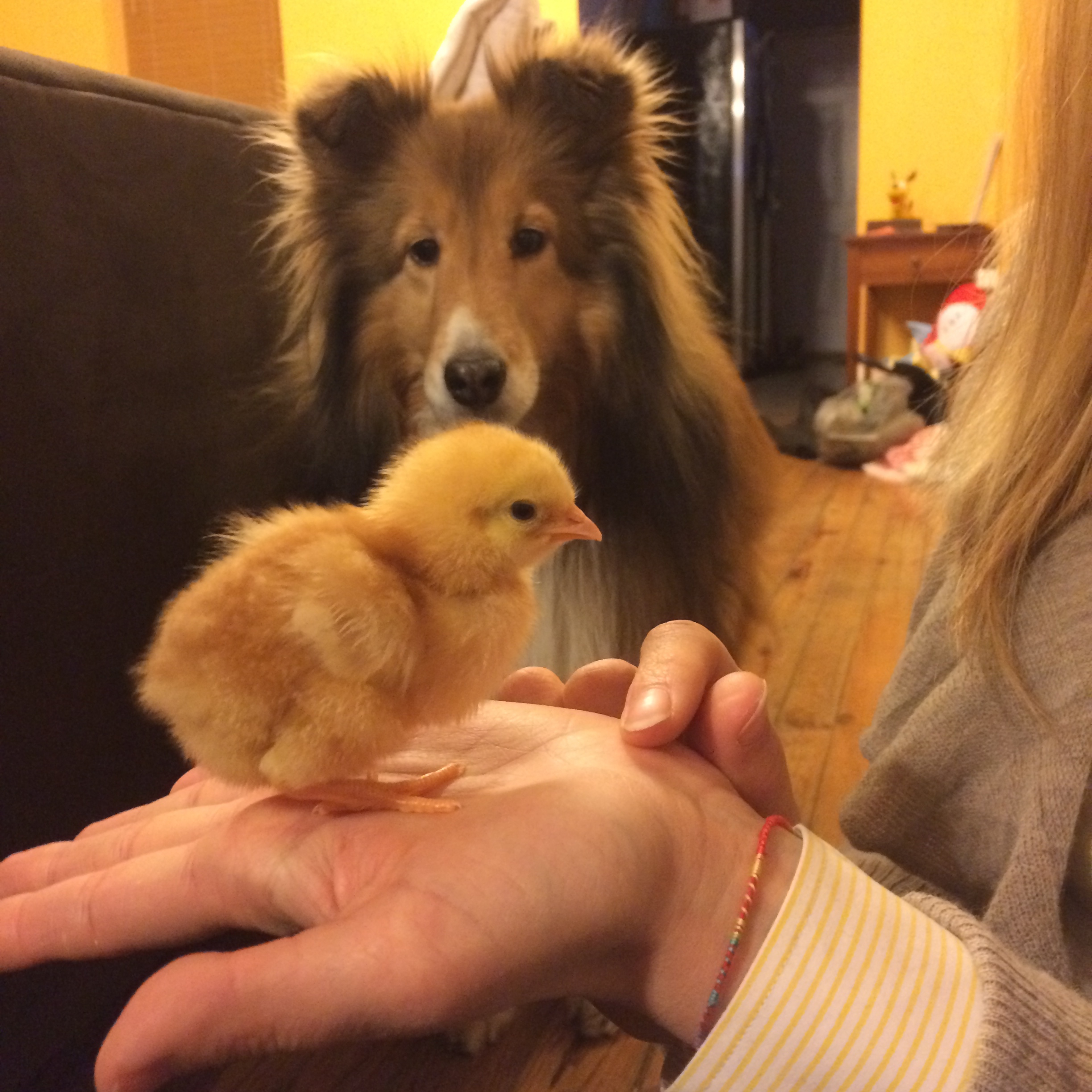 Mable and Comet