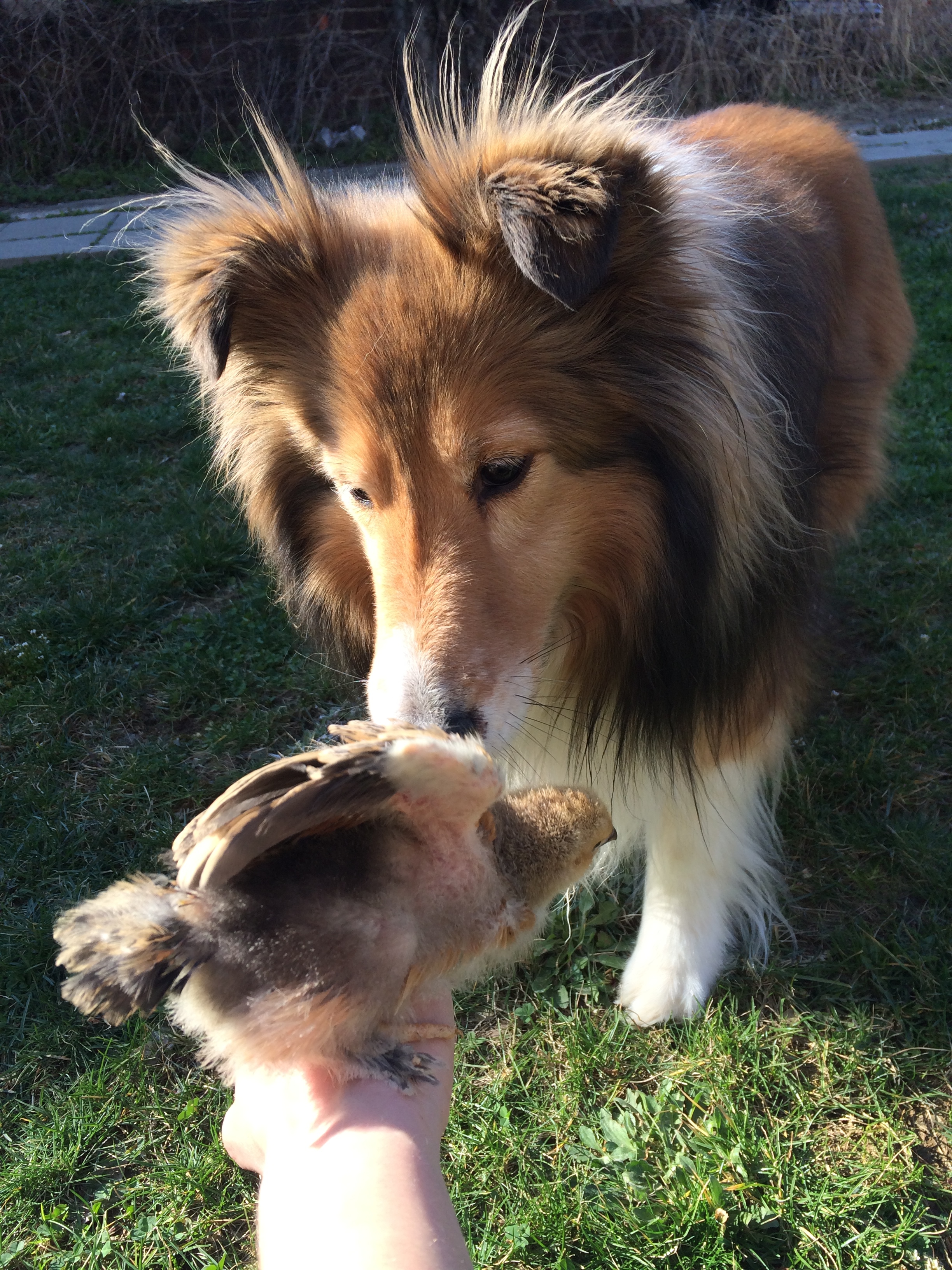 Mable and Rosie