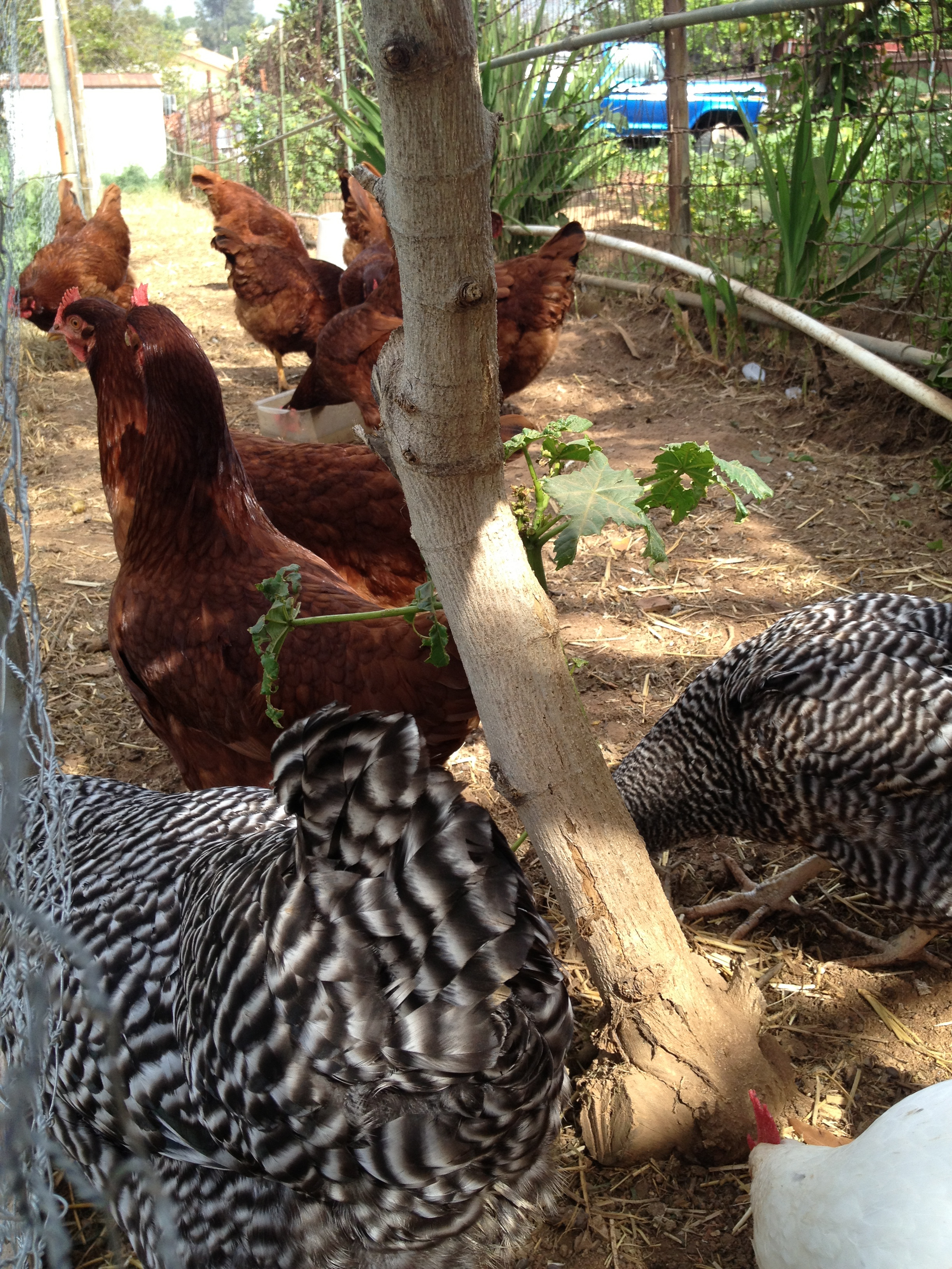 Mable, Bertha, Daisy & Queen