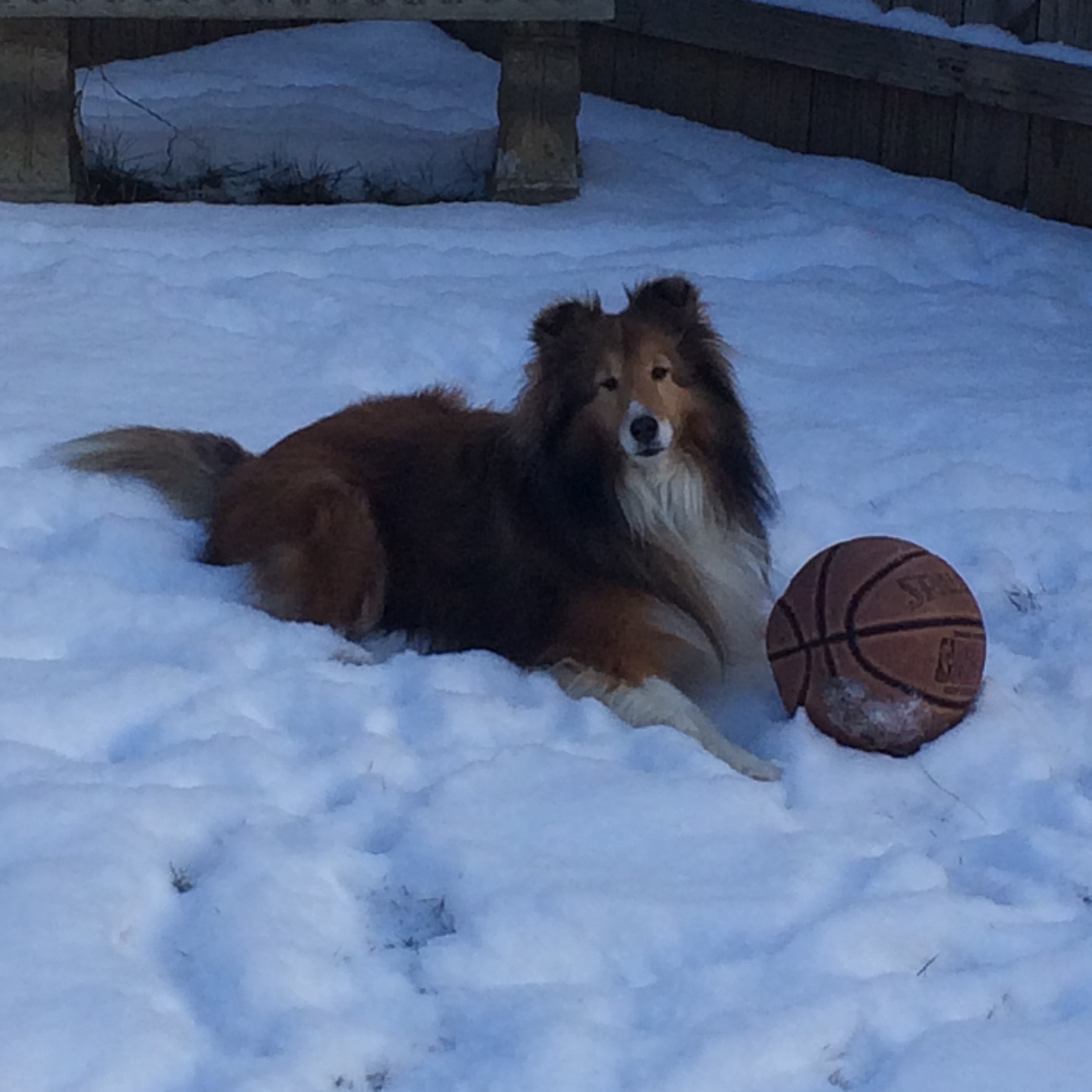 Mable, ready to play, rain shine or snow.