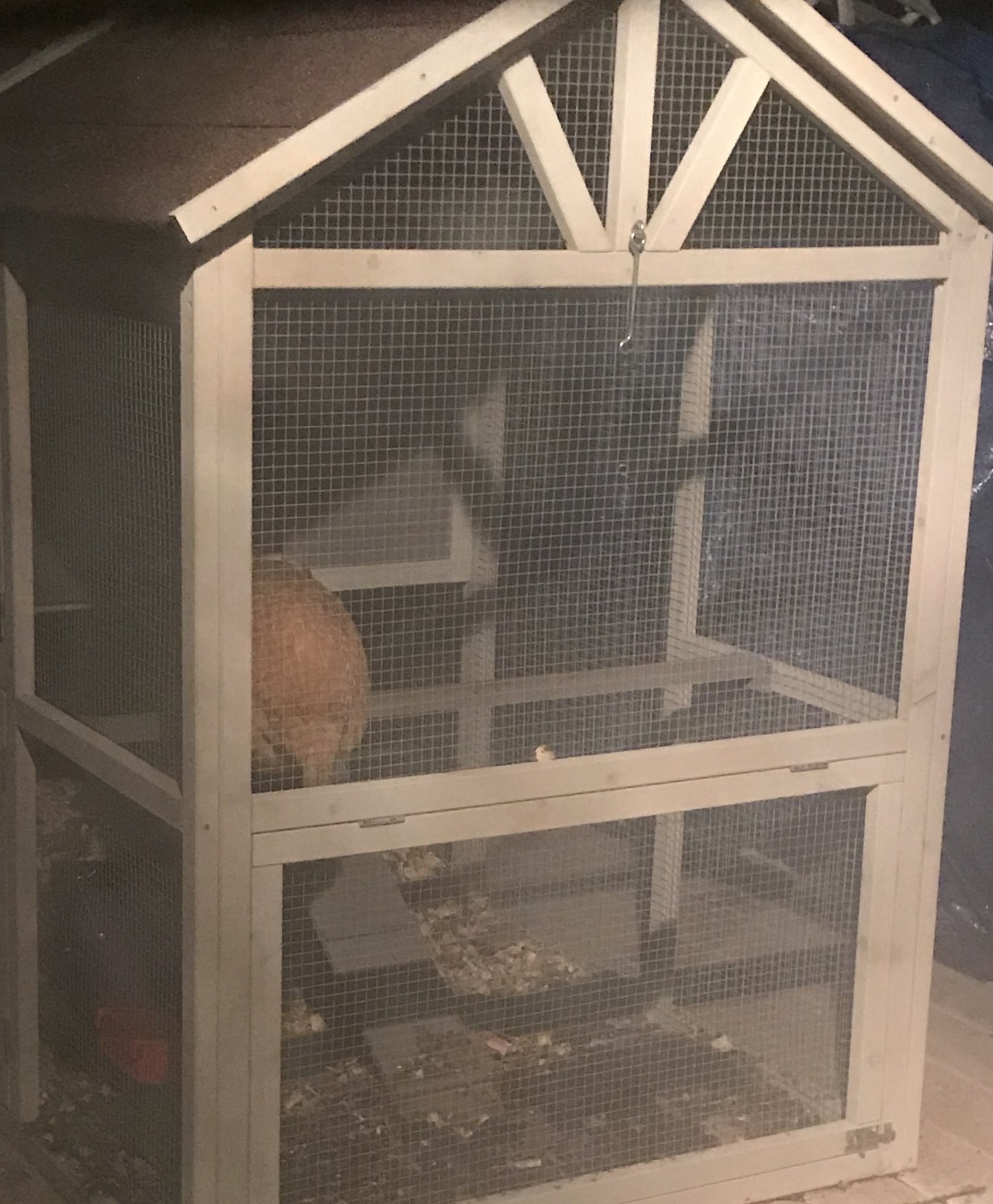 Mable roosting in run