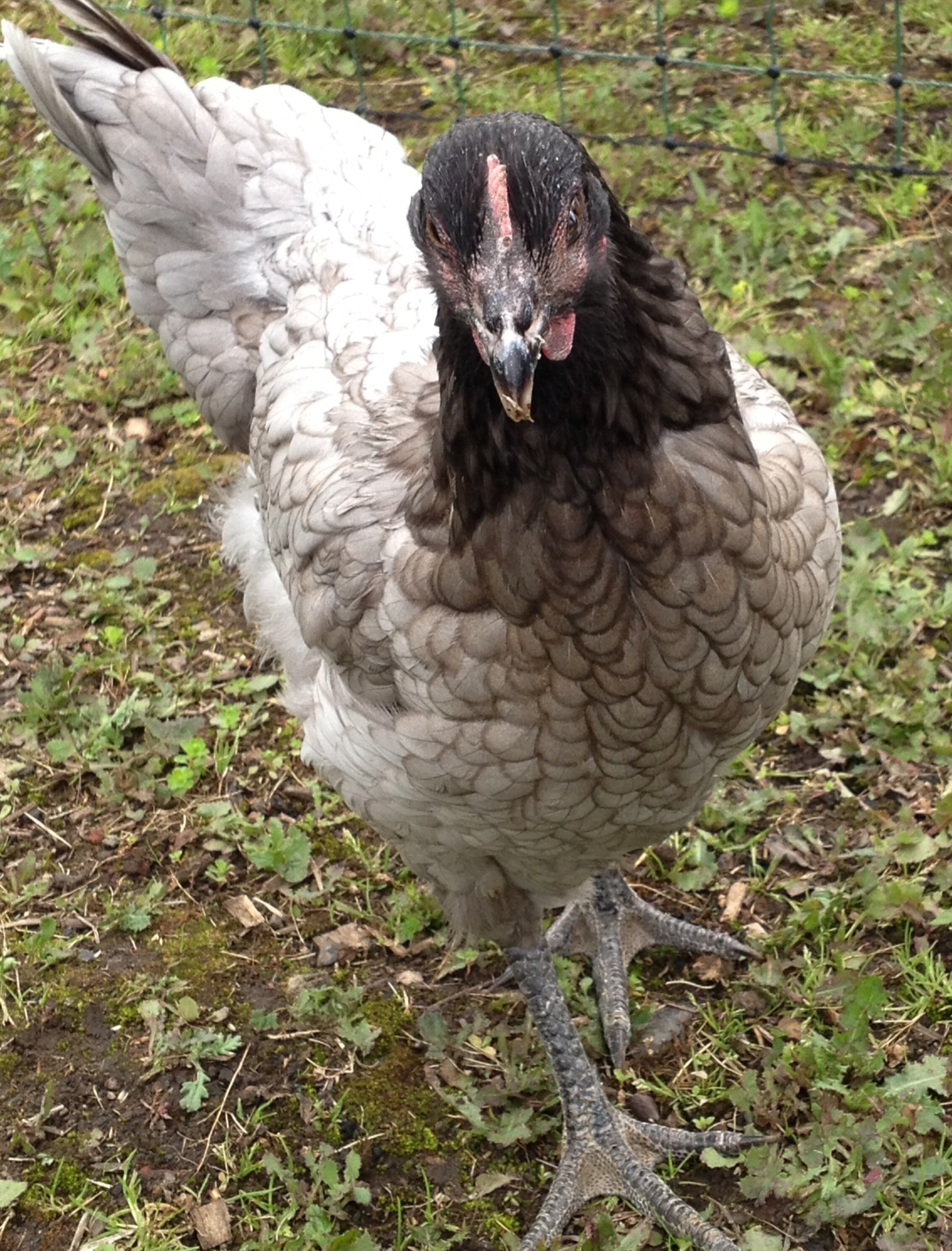 Mable the bluebell bully hen :)
