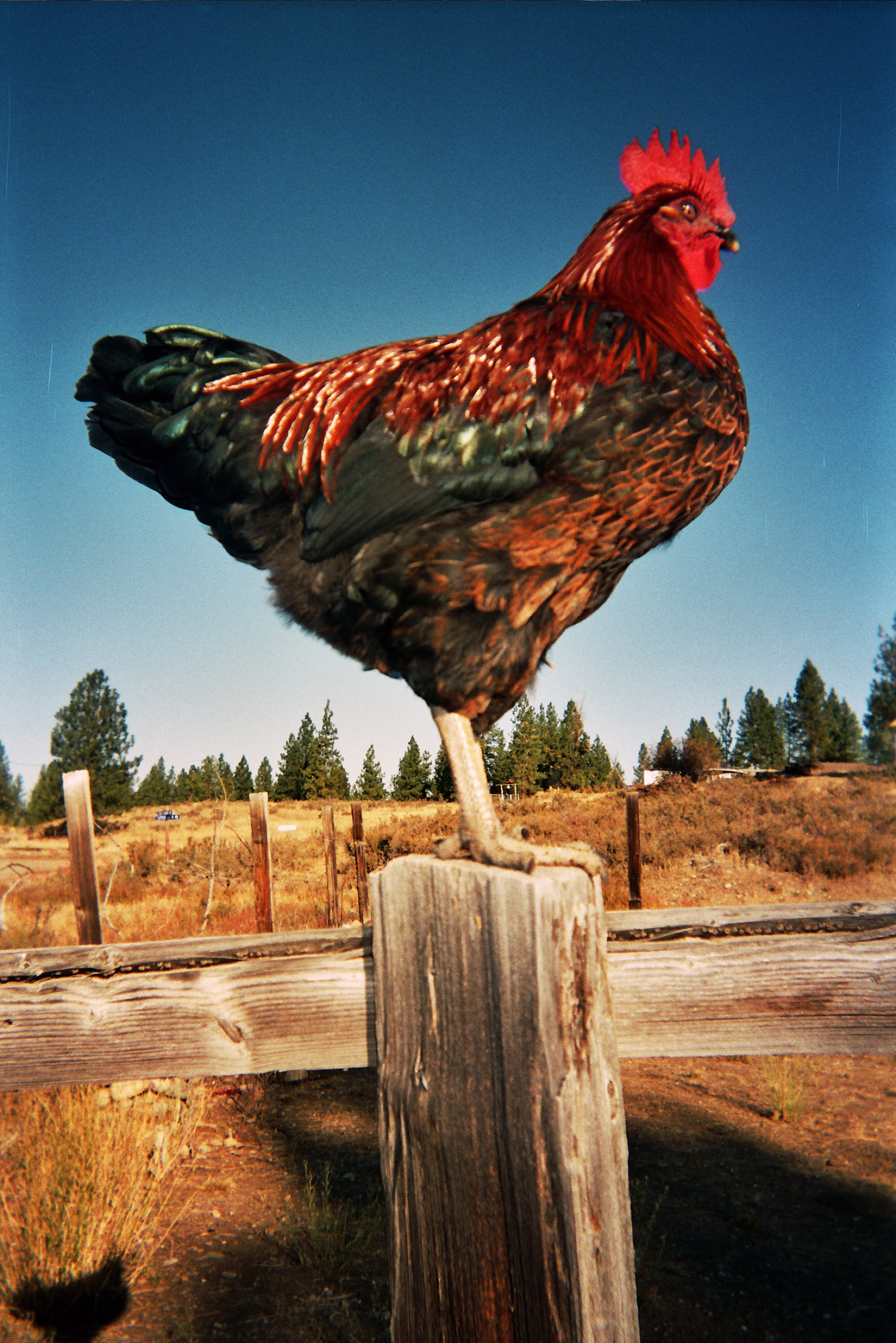 Mac Graw- nice rooster, I would go to pick him up and he would stand on one foot to the other and say "oh no someone is going to pick me up, but he would not run away. His neck feathers looked black normally but he was in the sun.