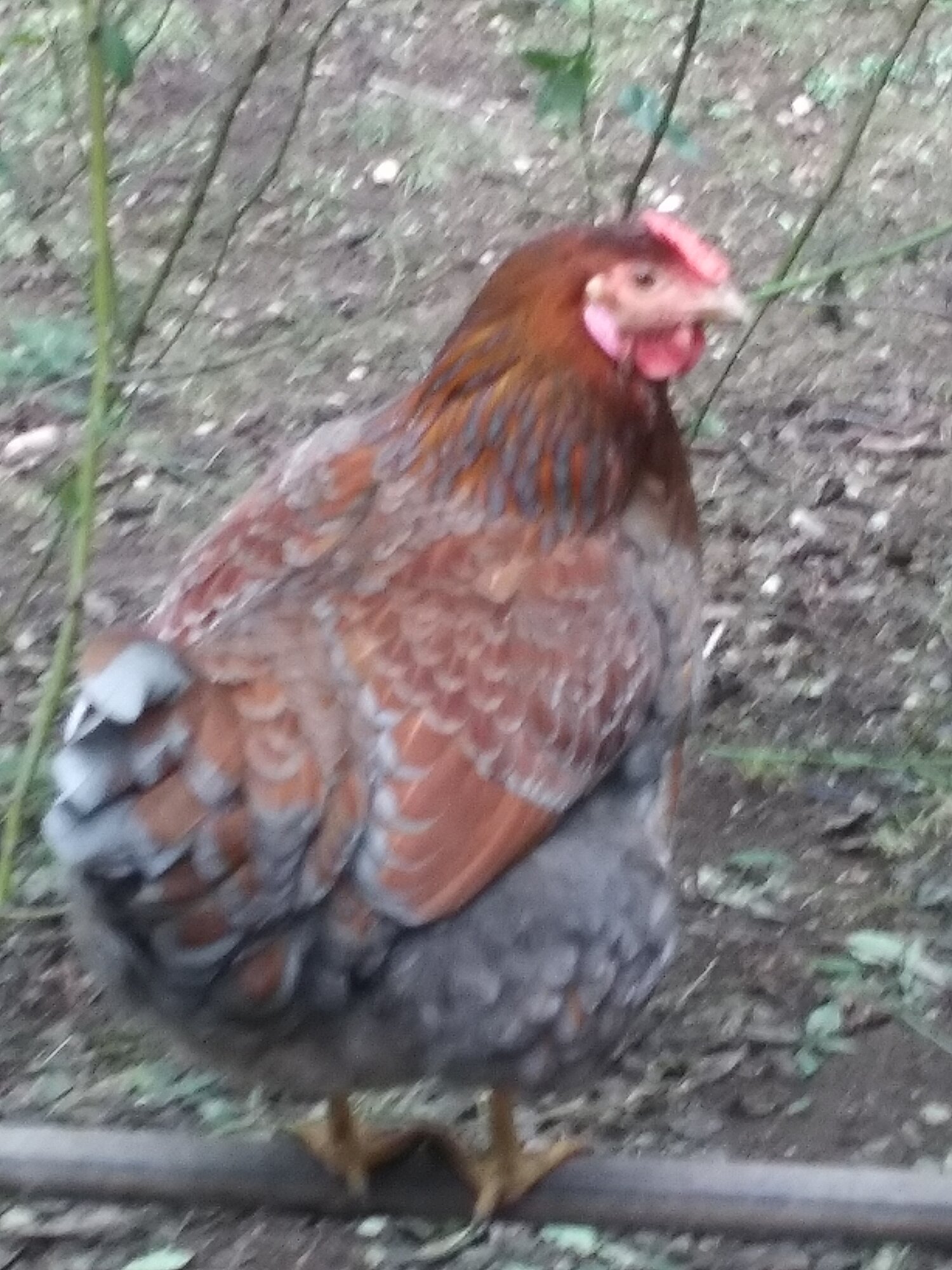 Mac