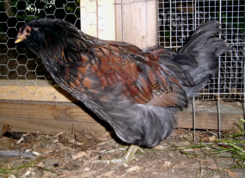 Macaroni, 8 weeks old, crowing already/