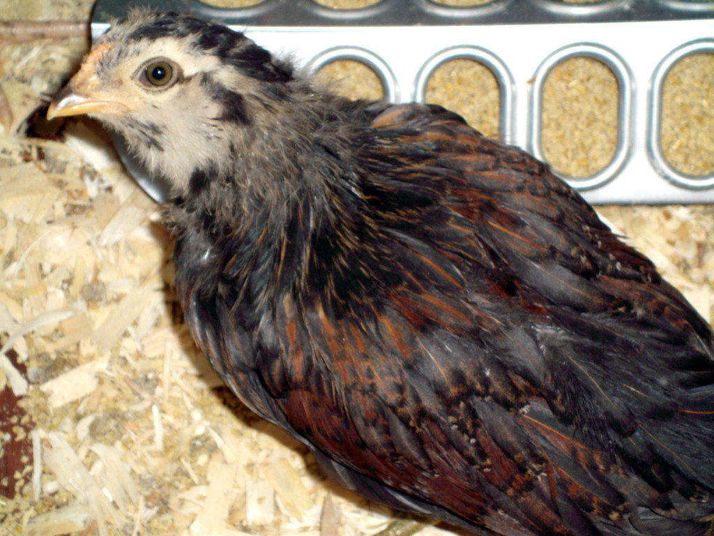 Macaroni, Easter Egger.  He turned out to be a cockerel.