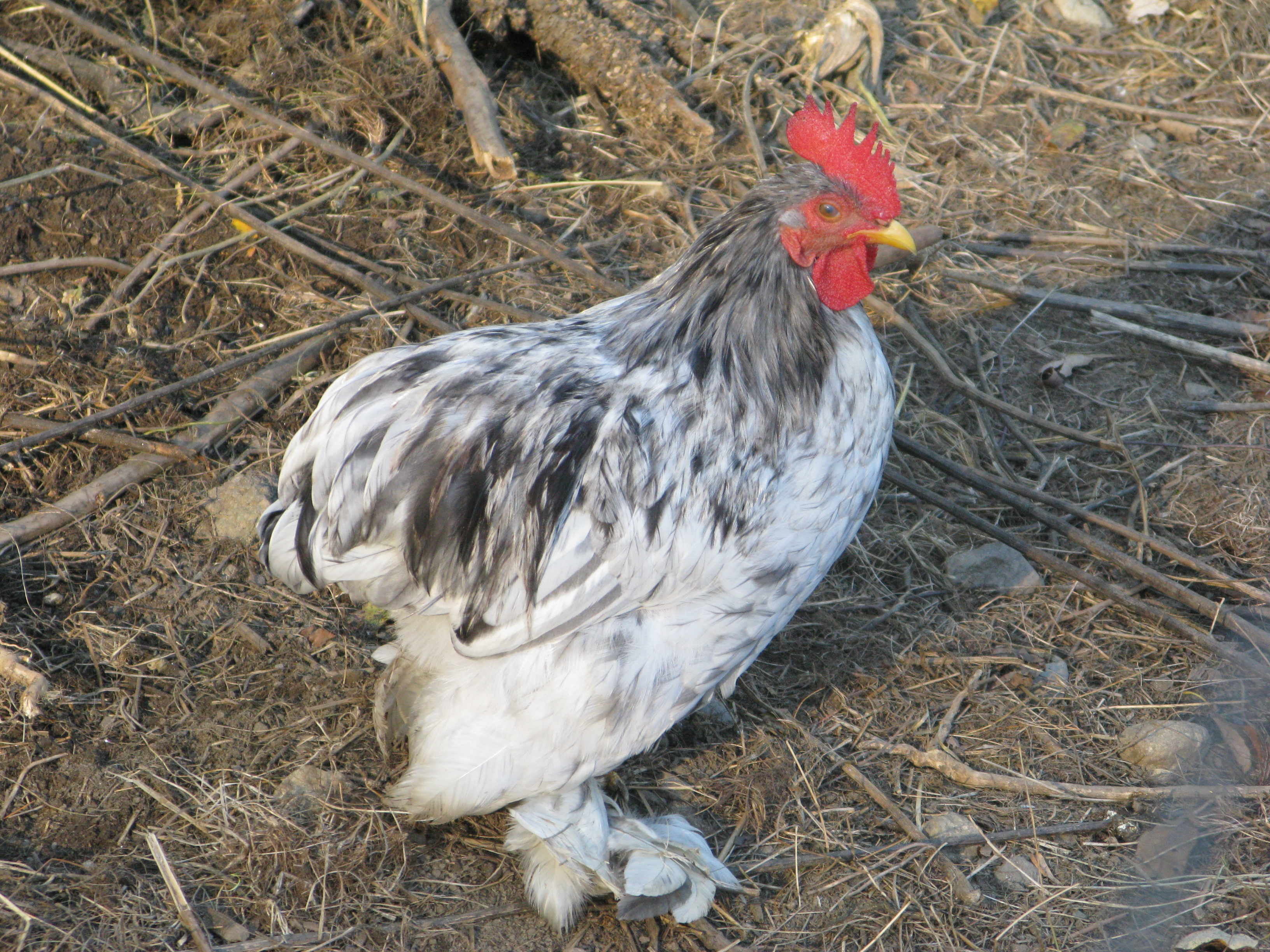 Macaroni the Rooster