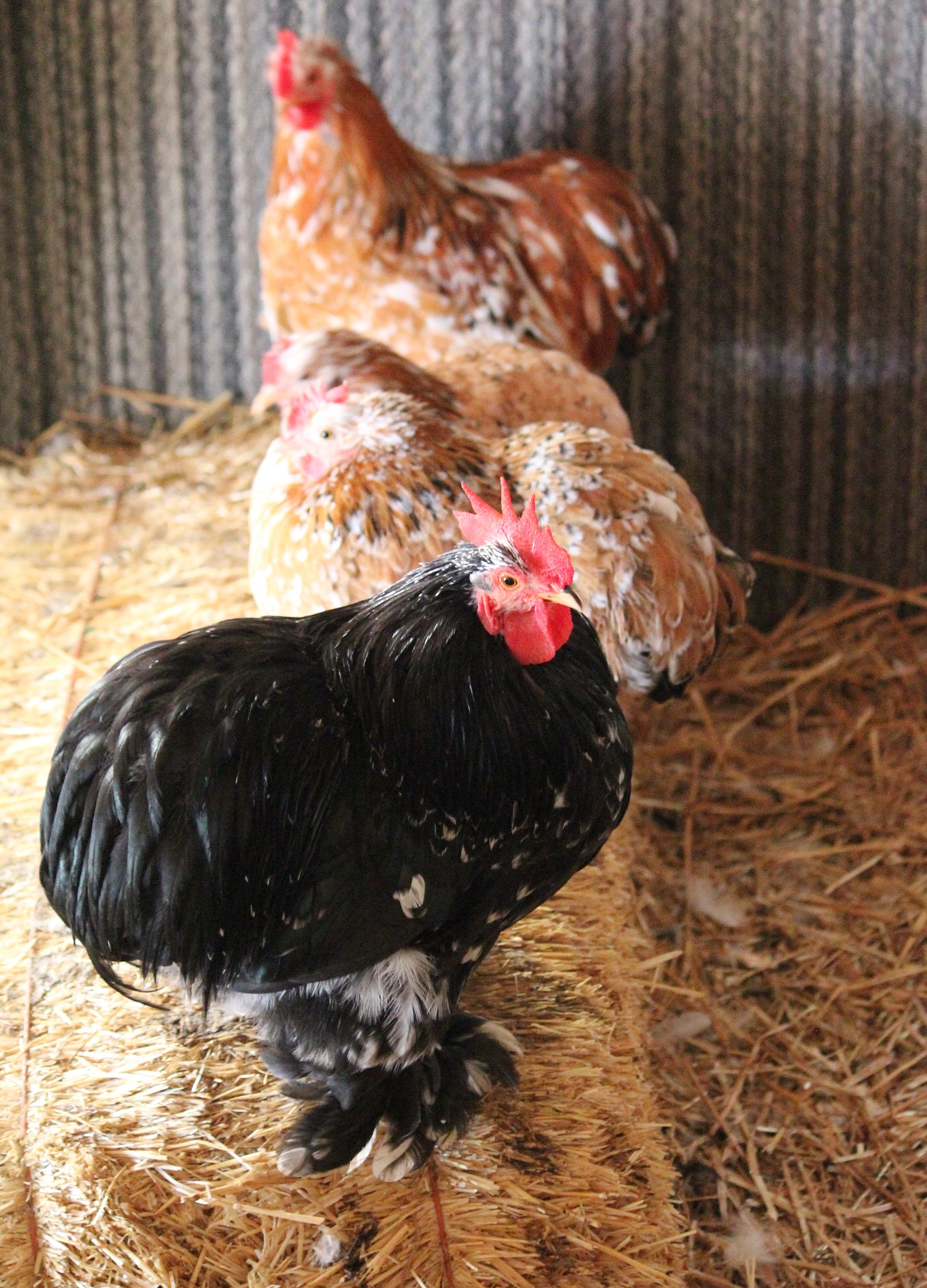 Macho, Kipper, Sandy, Todd