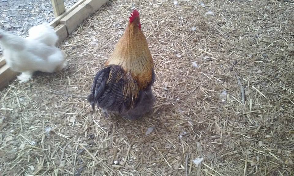Mack the rooster and Lizzy the hen. Batnam Cochins