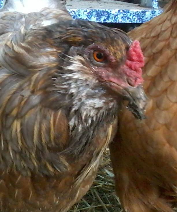 Mad easter egger - tired of the mud