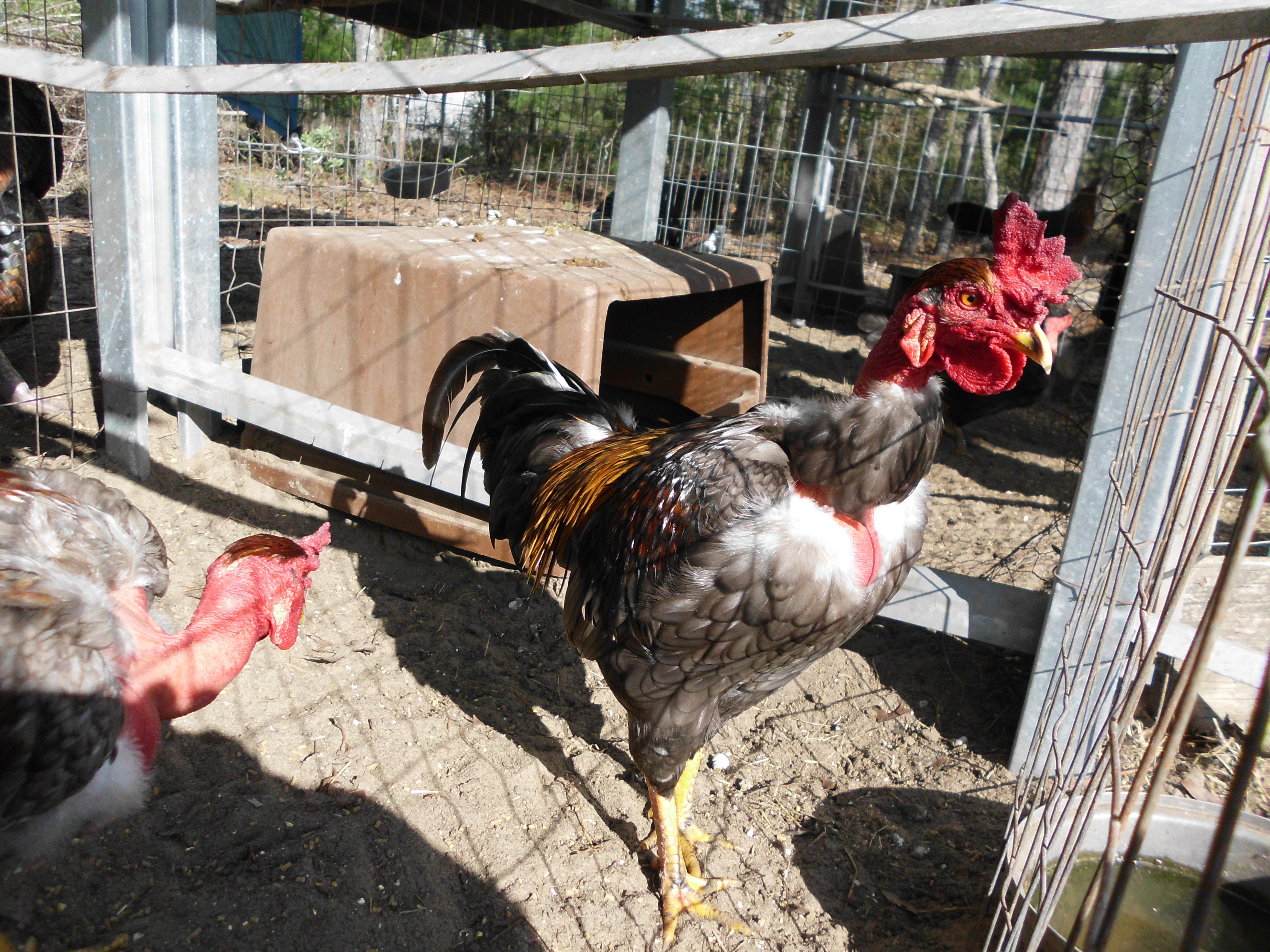 madagascar 10 mo old