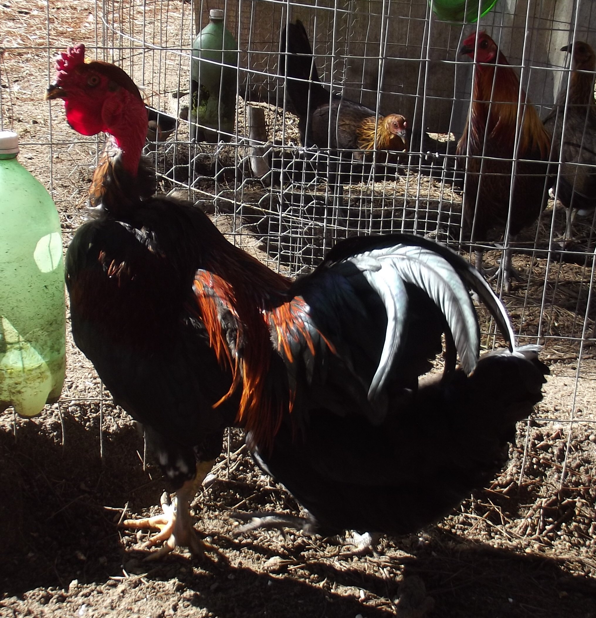 Madagascar Game. The rooster won 1st place & Best in Breed at a local poultry show Dec. 2012.