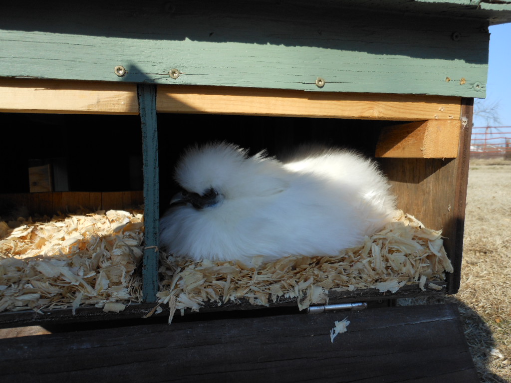 Maddi 9 months old sitting on eggs
