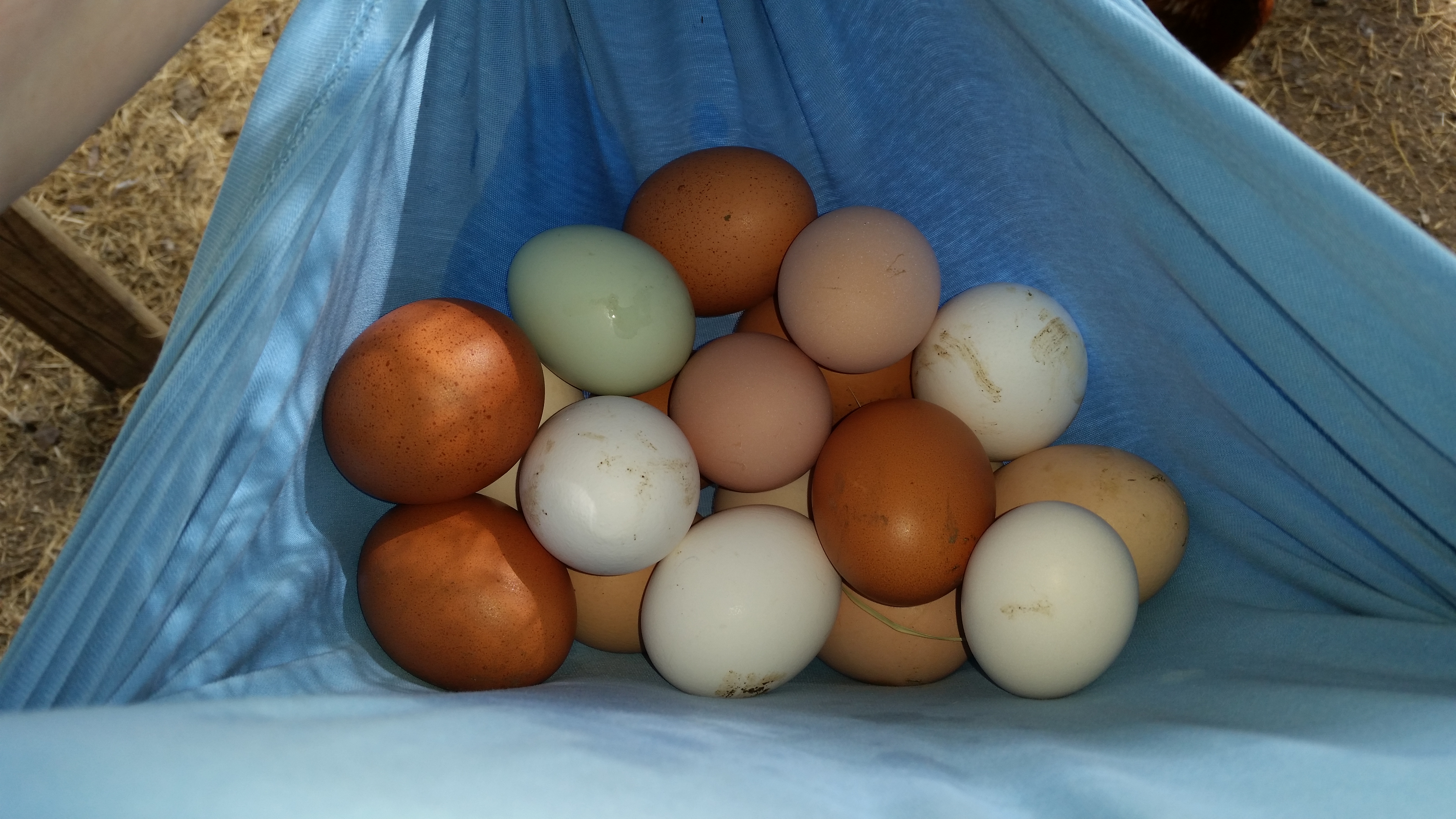 Made the mistake and forgot to bring my egg basket out to the coop. Ended up collecting 20 eggs! Not bad for a one day haul. I have the best hens in the world!