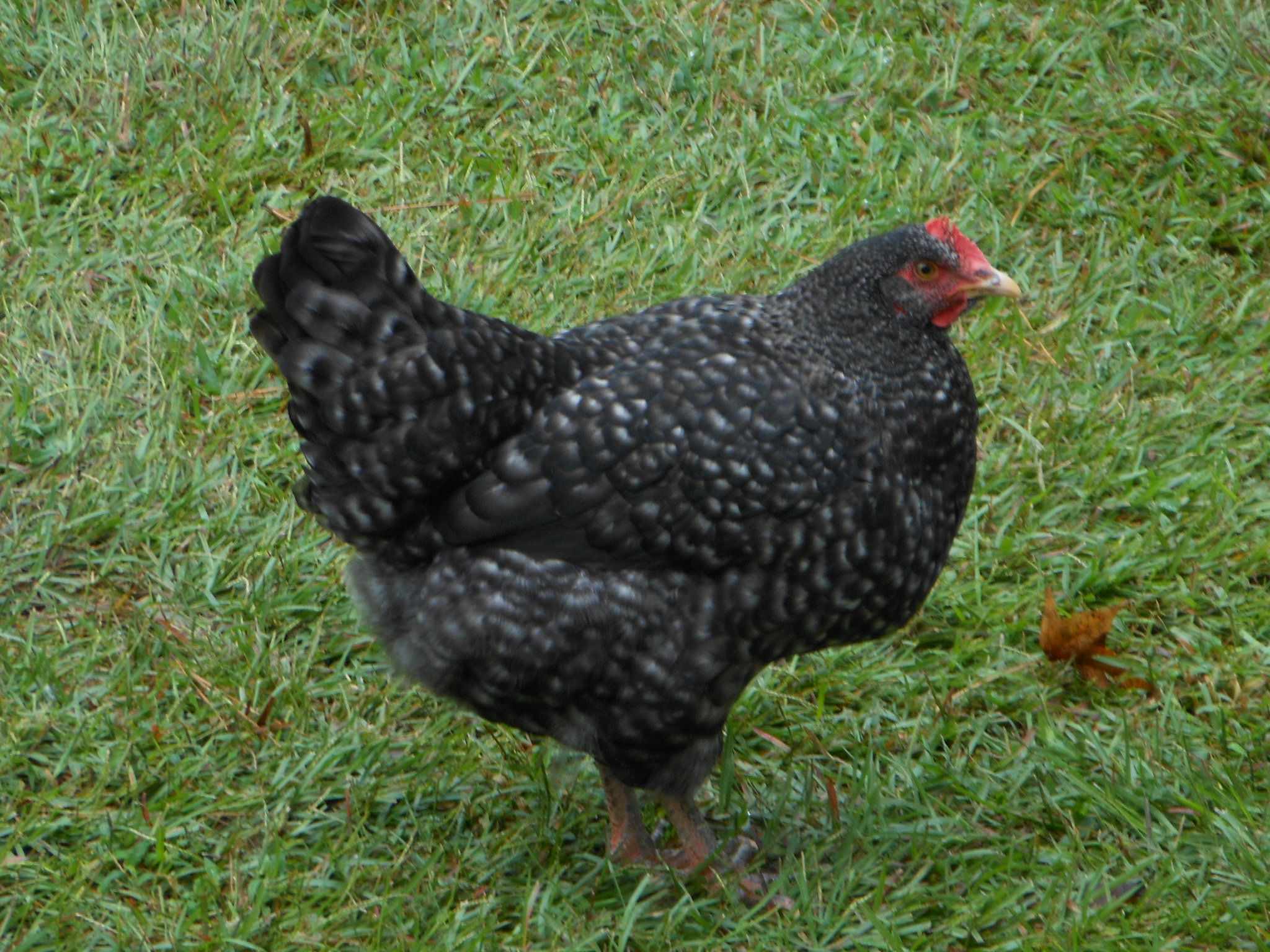 "Madea" my cuckoo maran