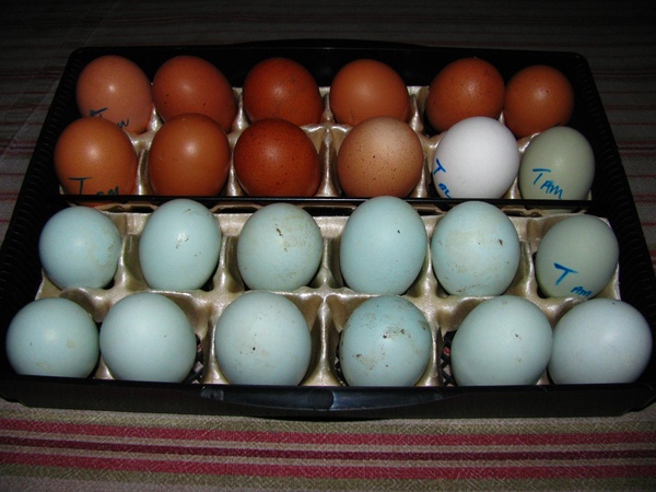 madelynbelle's eggs