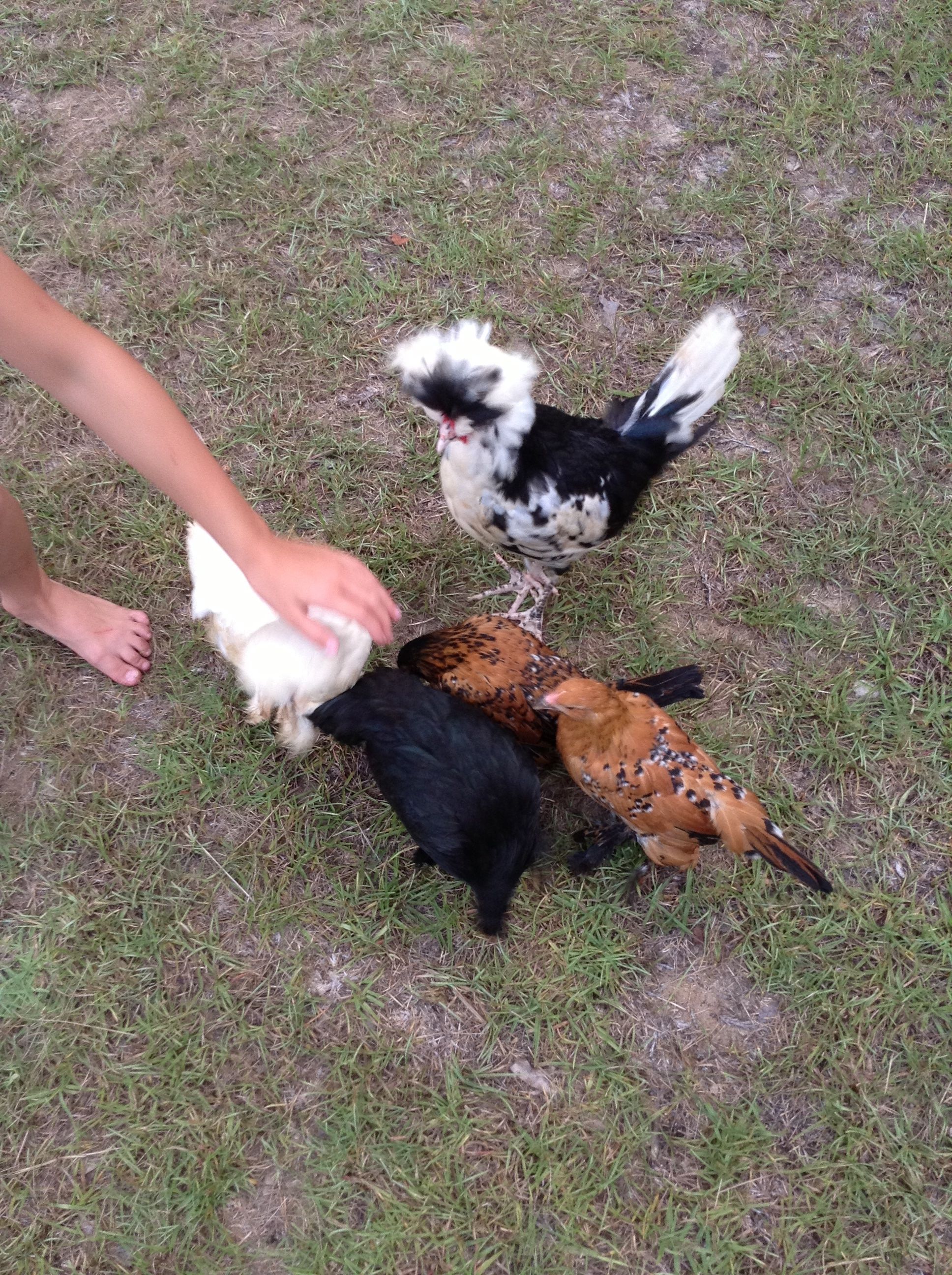 Magellan, Q-Tip, Penny, Pretty Boy and Ellie