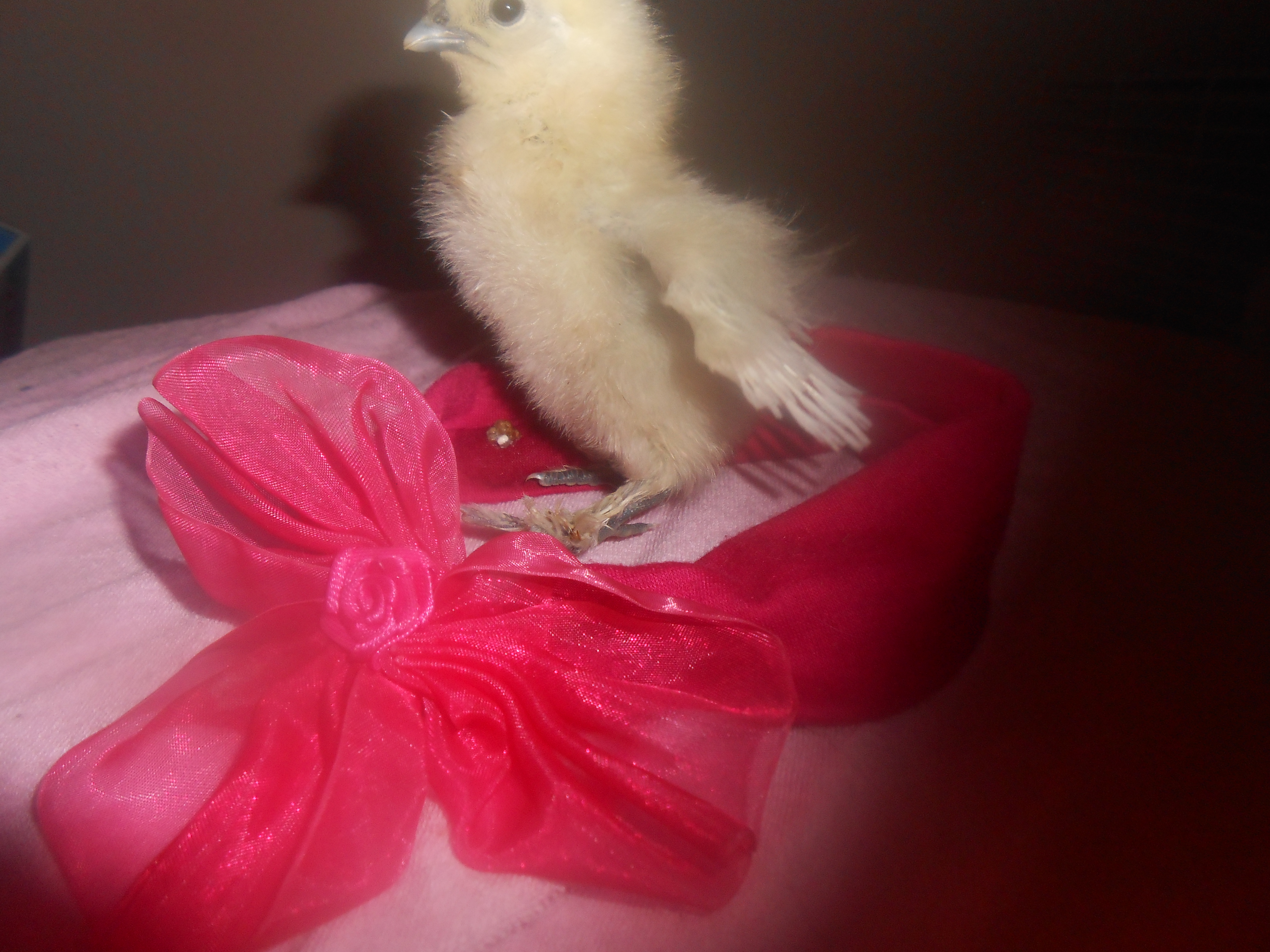 Maggie again. Not cooperating :)