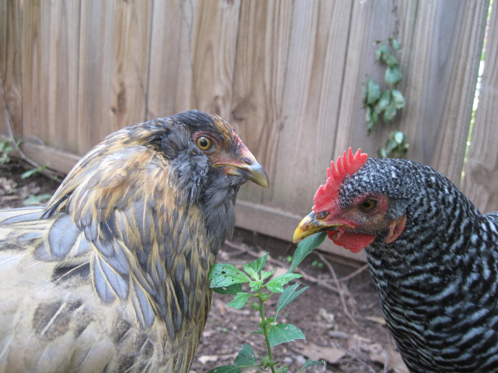 Maggie and Charolette