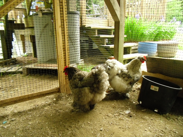 Maggie May & Carrie (L) in our coop under the sunroom 2013
