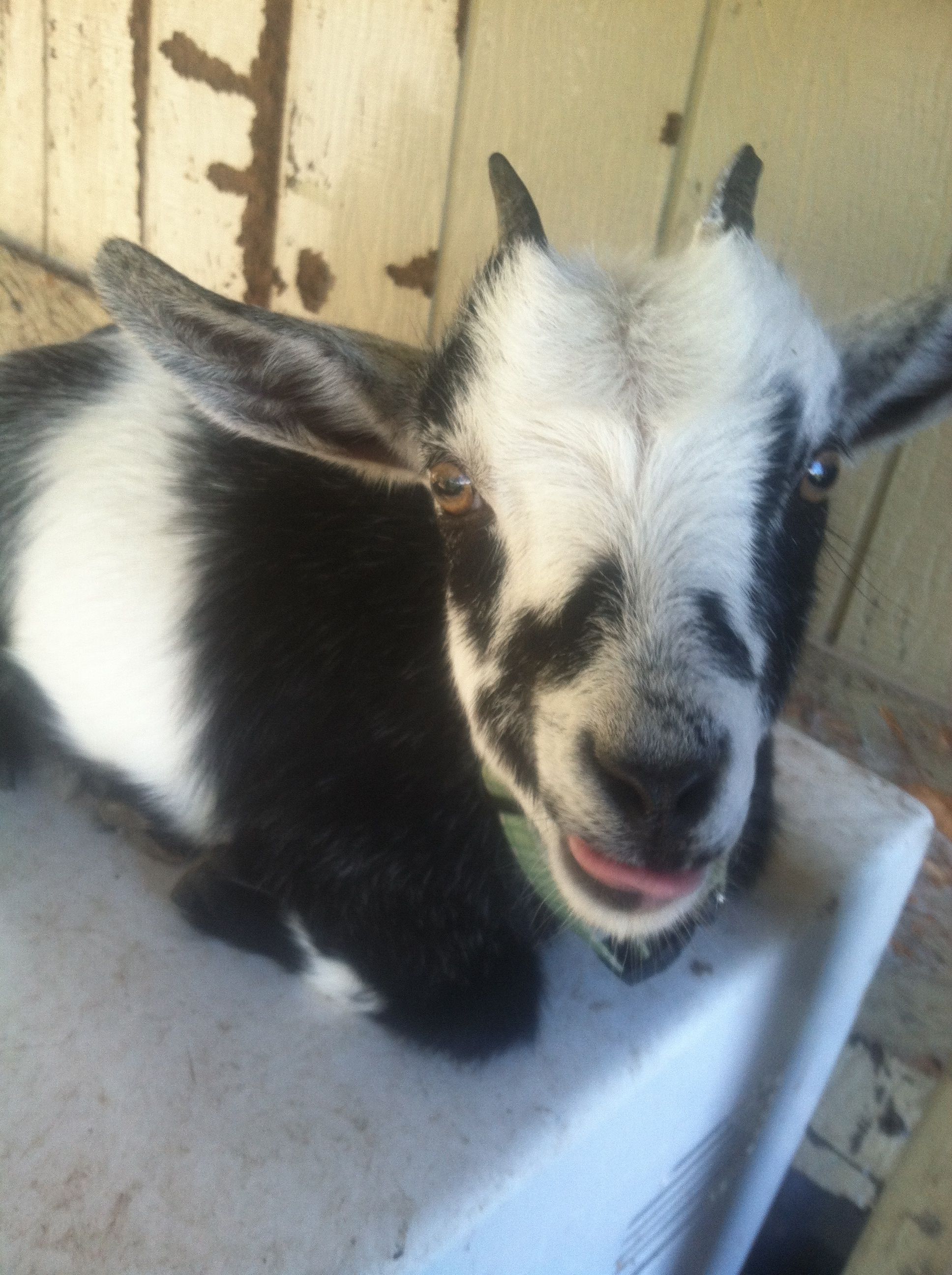 Maggie my little Nigerian dwarf goat. She was licking her mouth!
